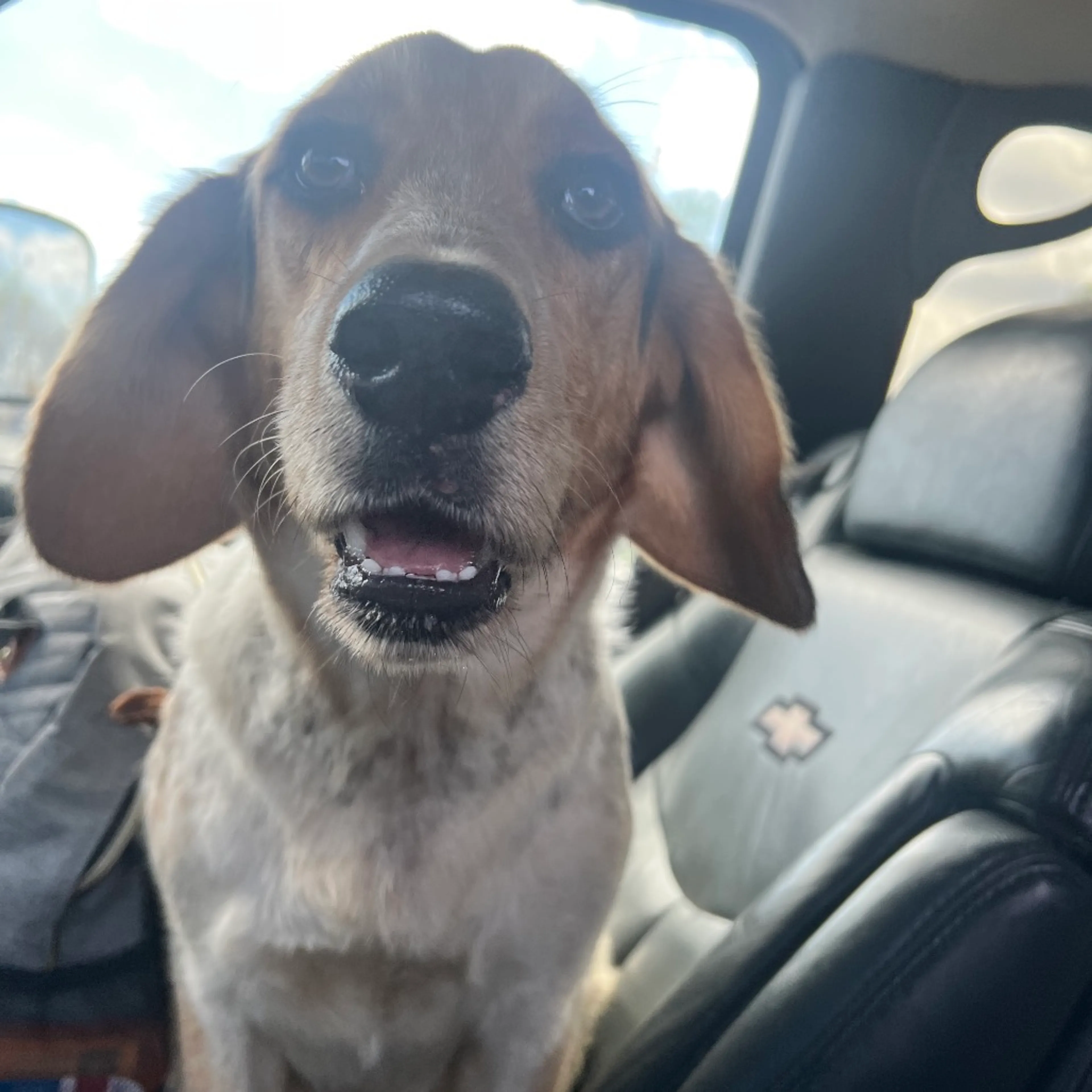 Found pet-2