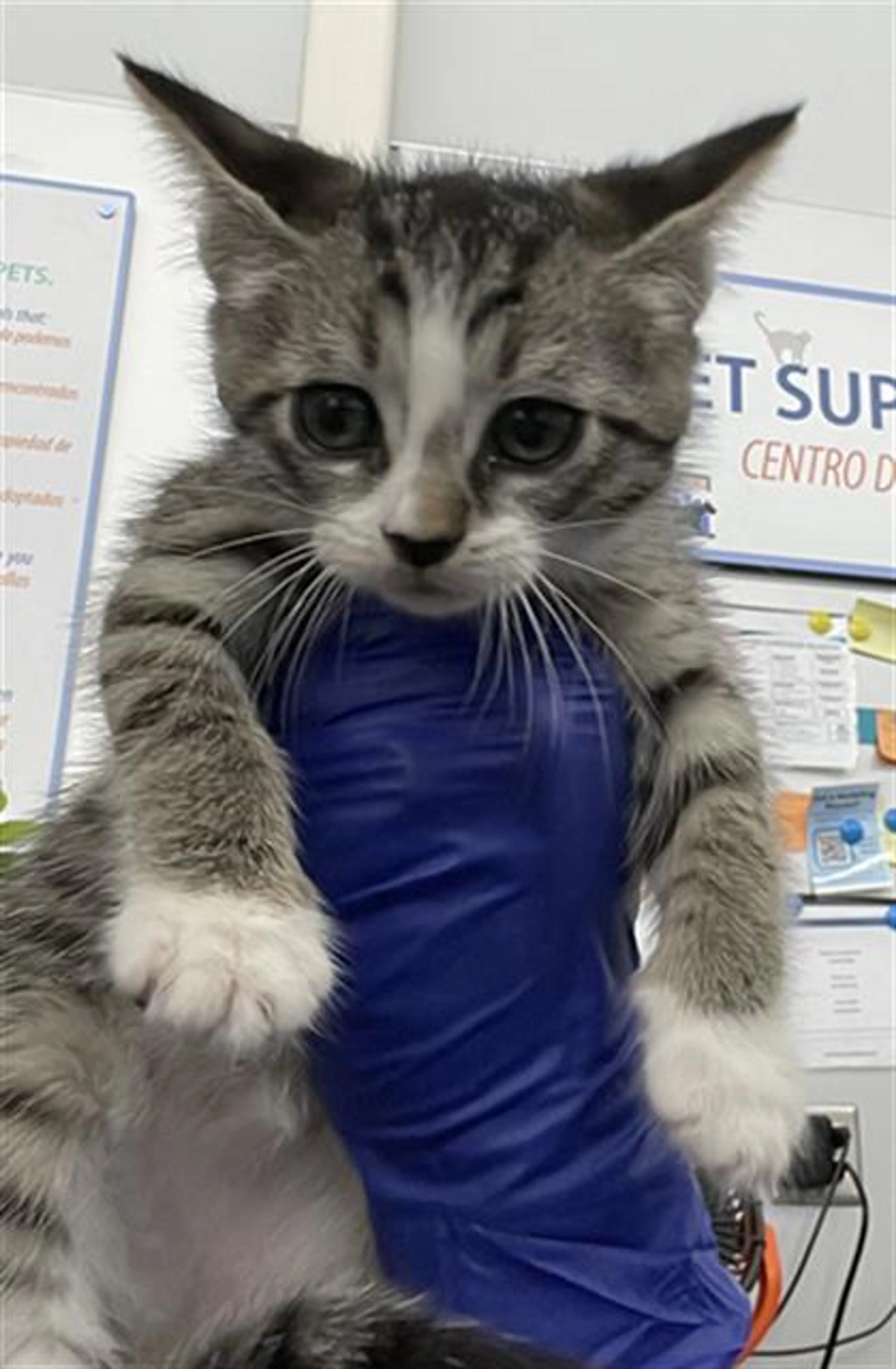 Found pet