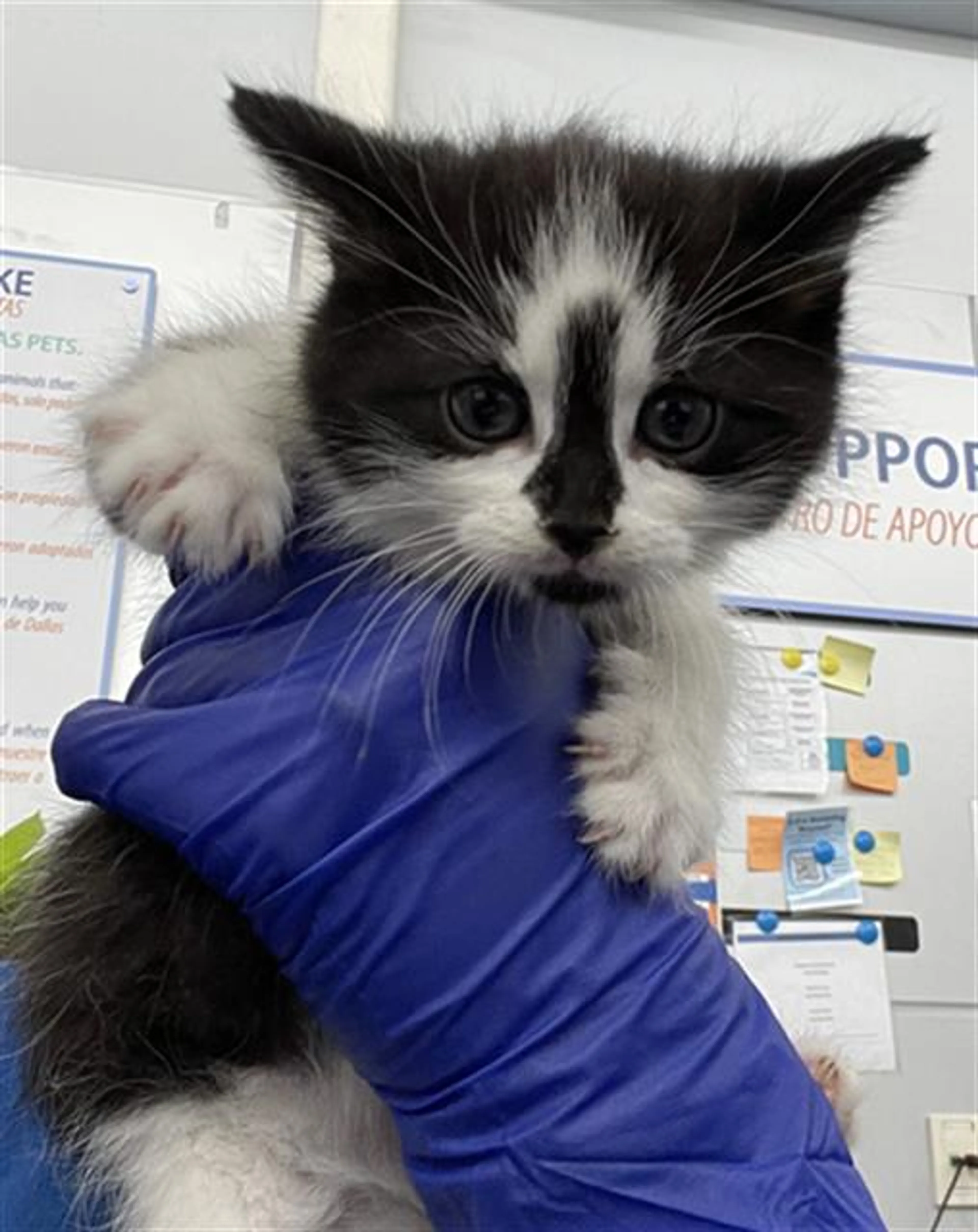 Found pet