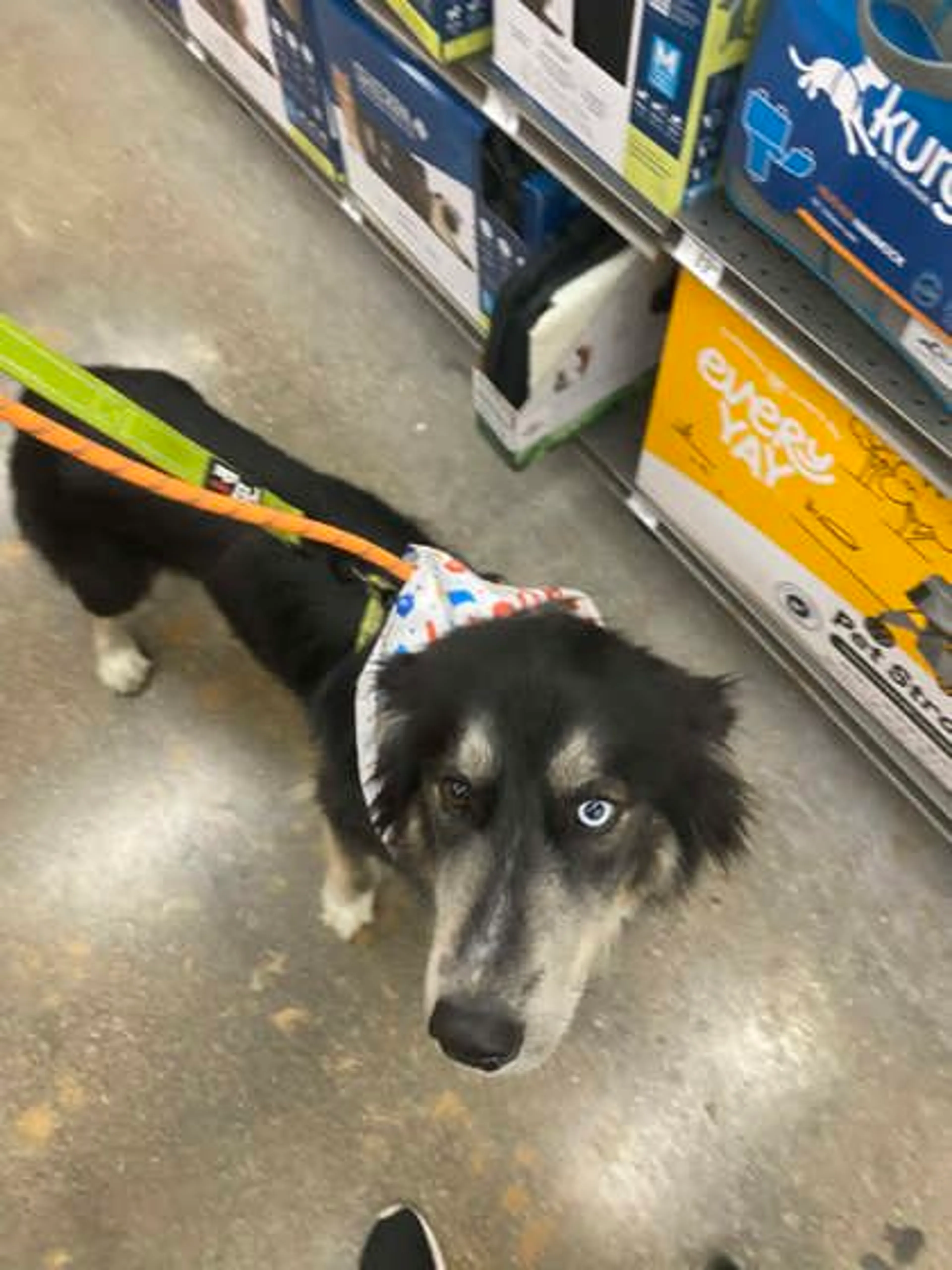 Found pet-2