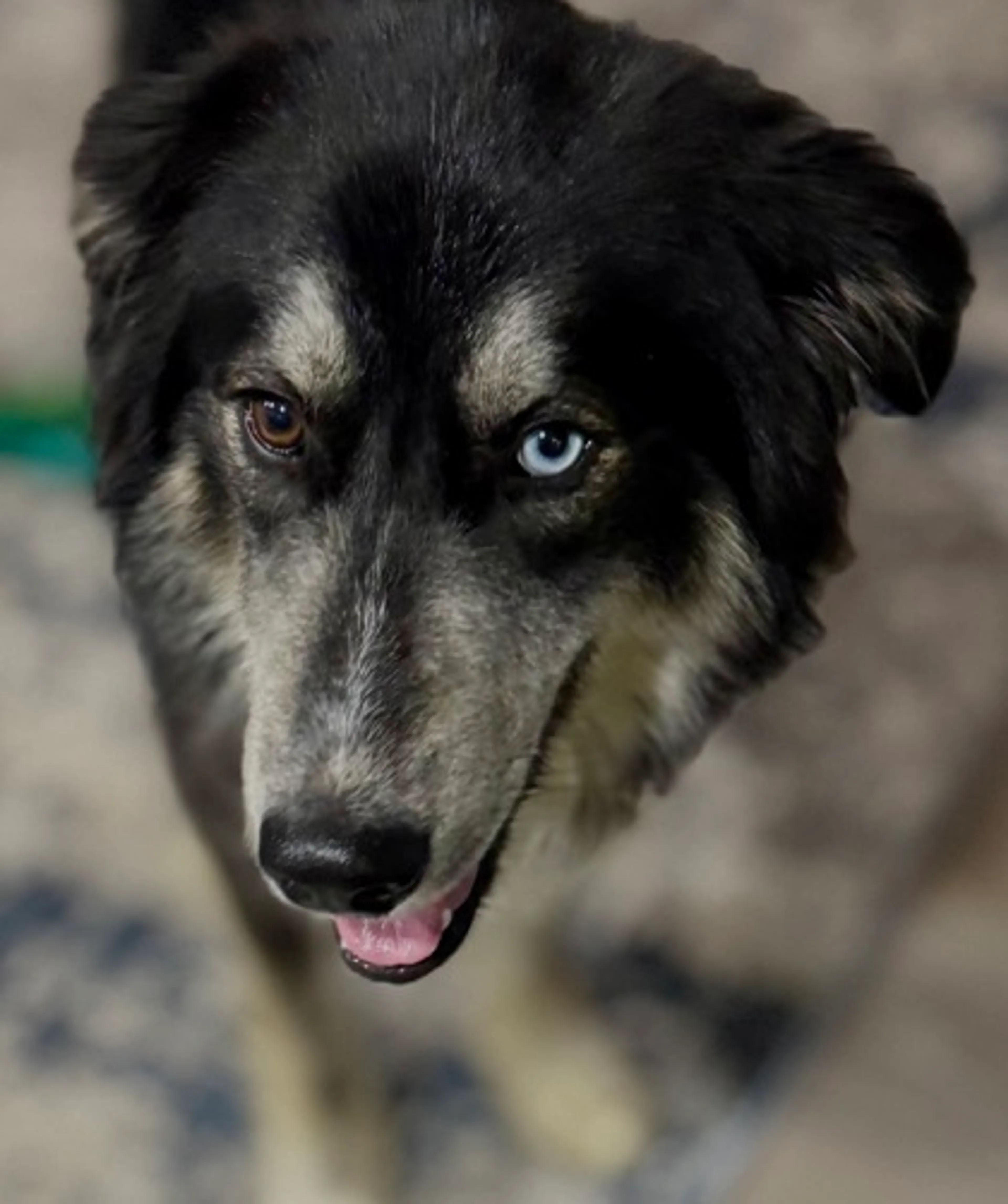 Found pet-1