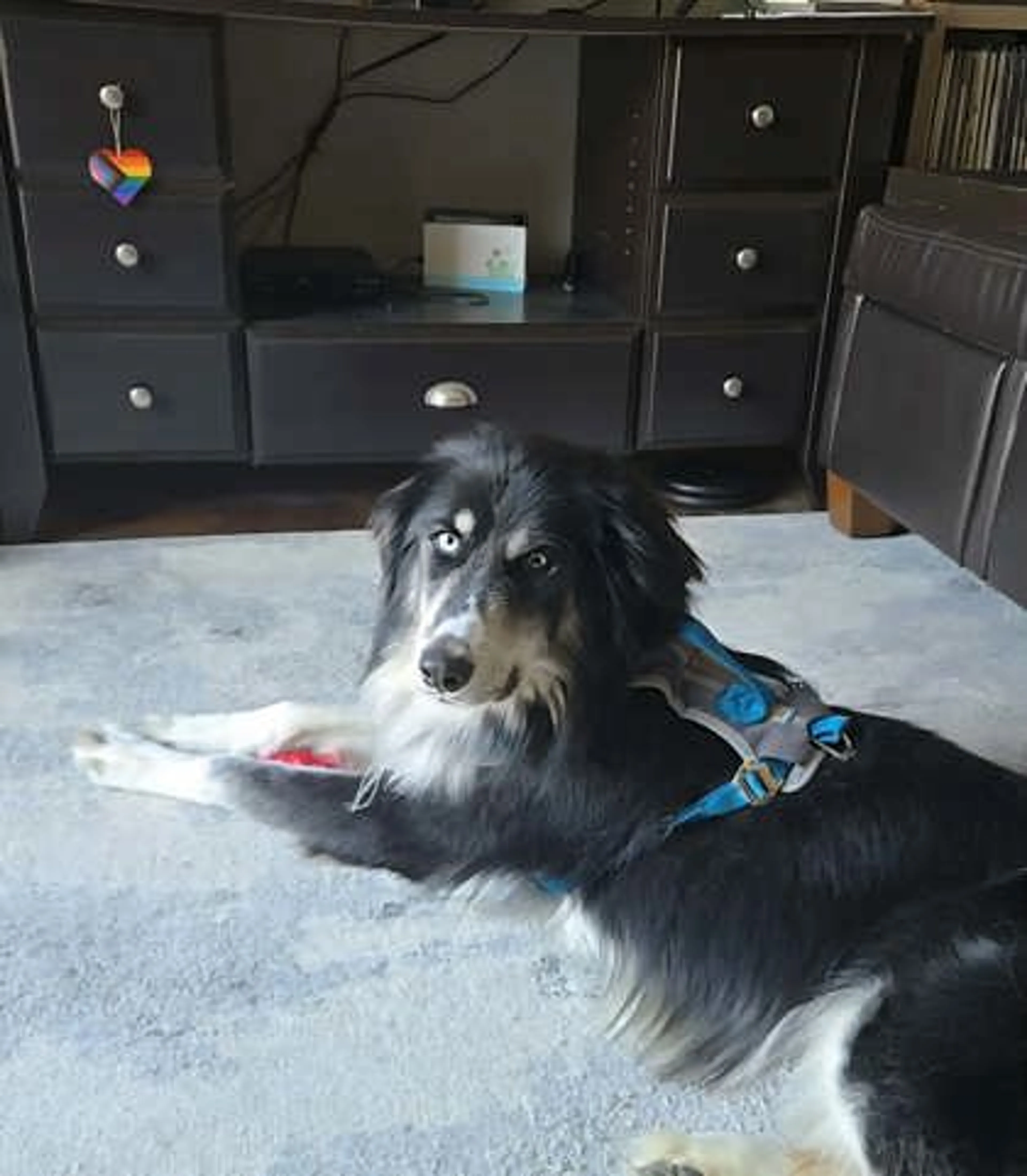 Found pet-2