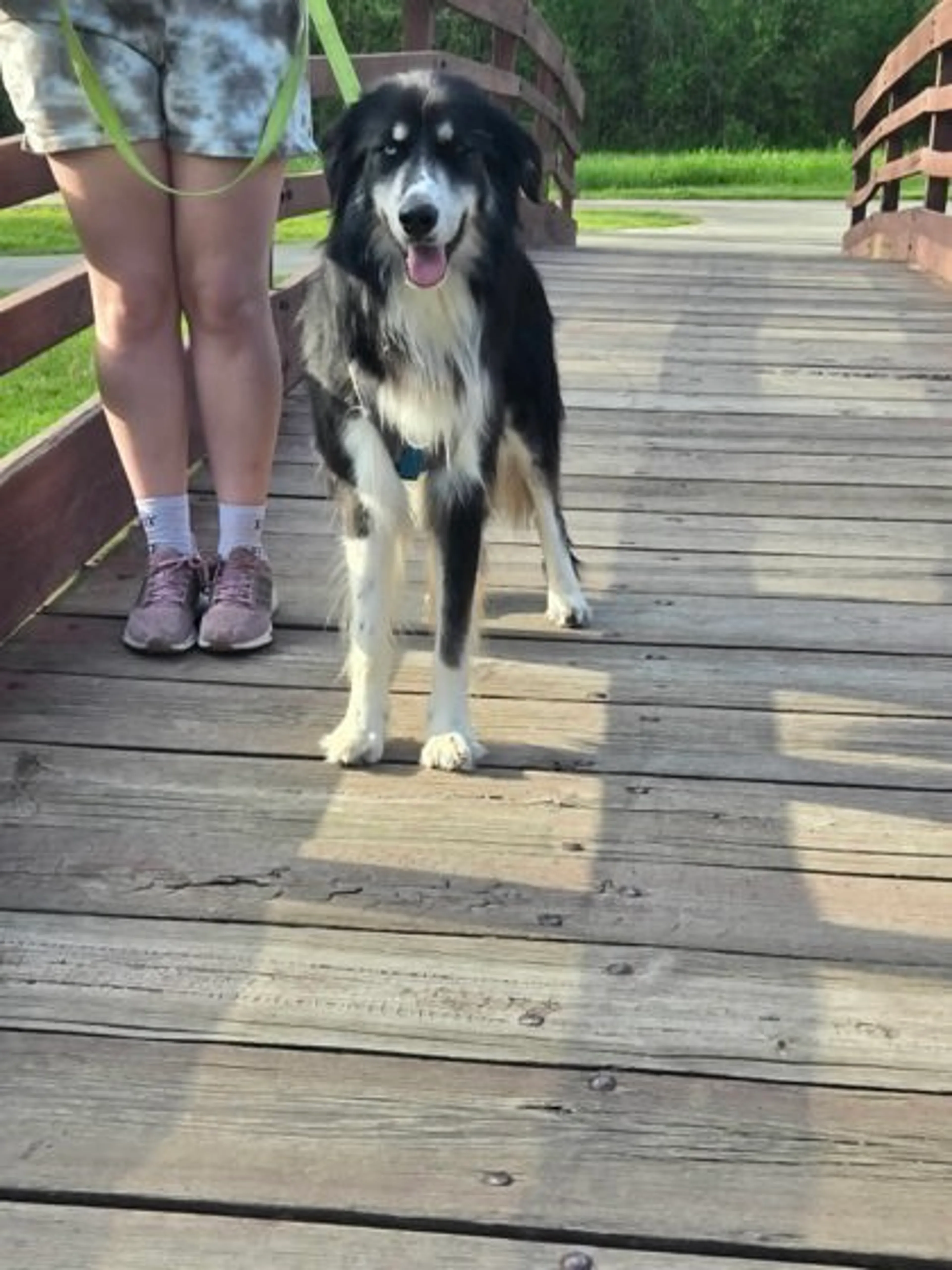 Found pet-1