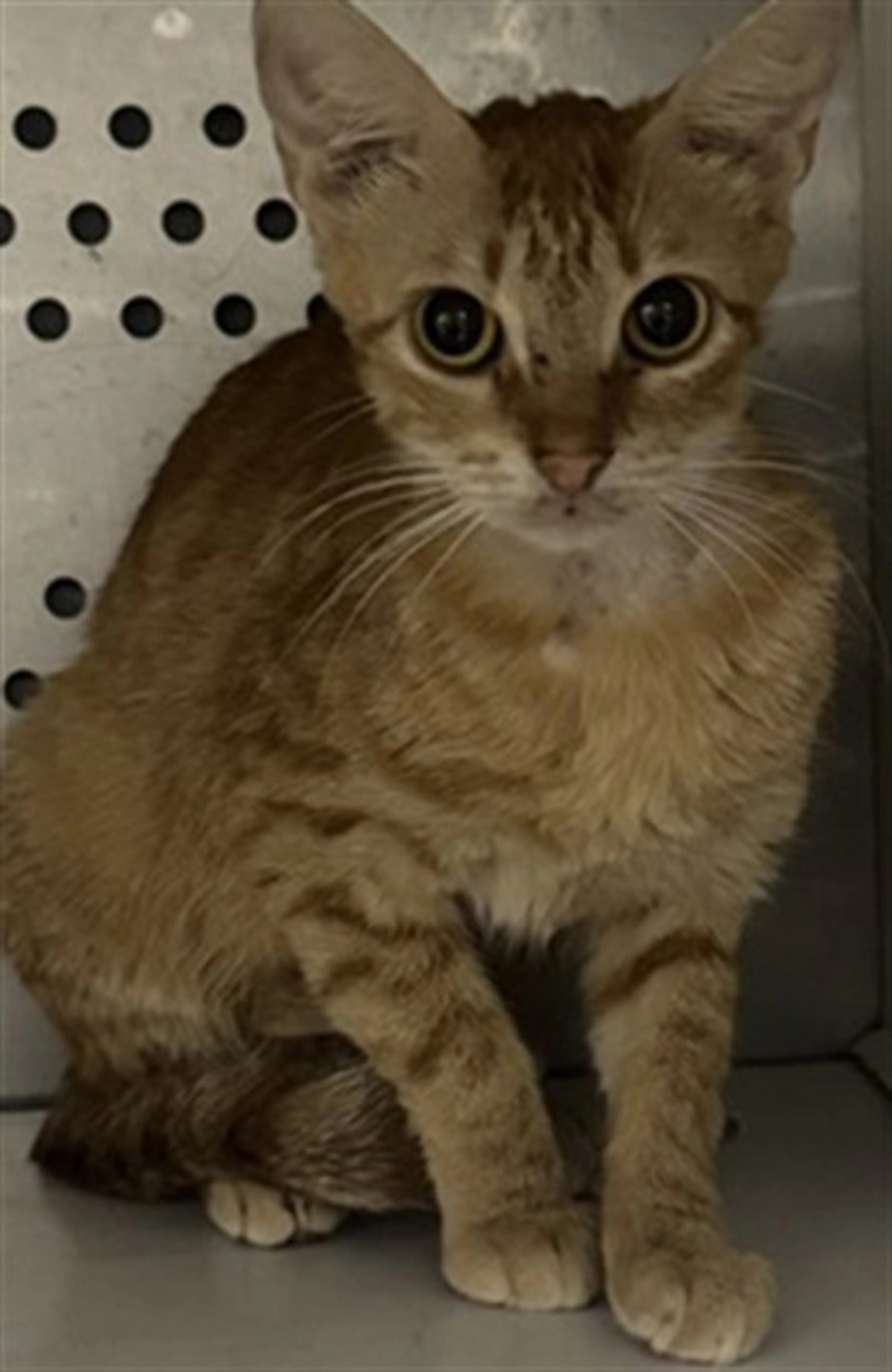 Found pet