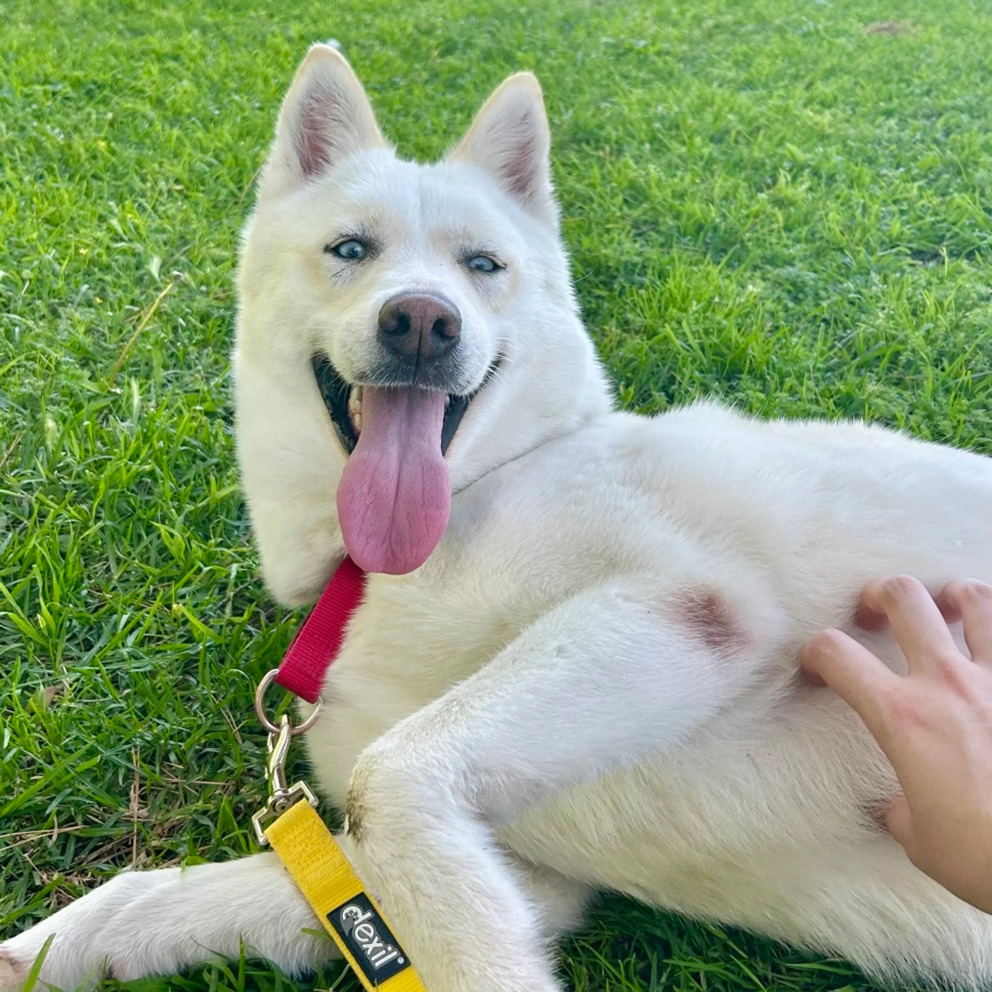 Found pet-0
