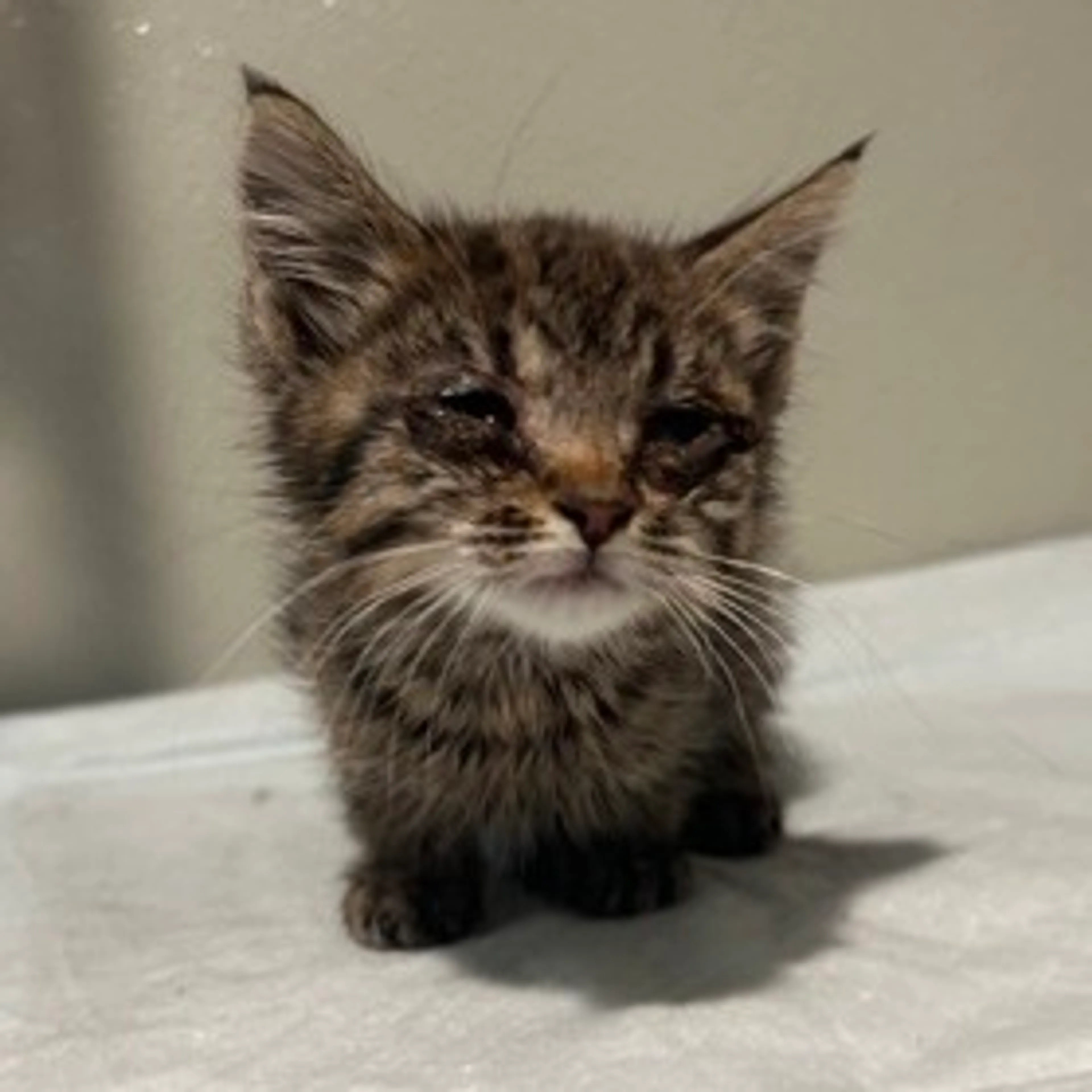 Found pet-2