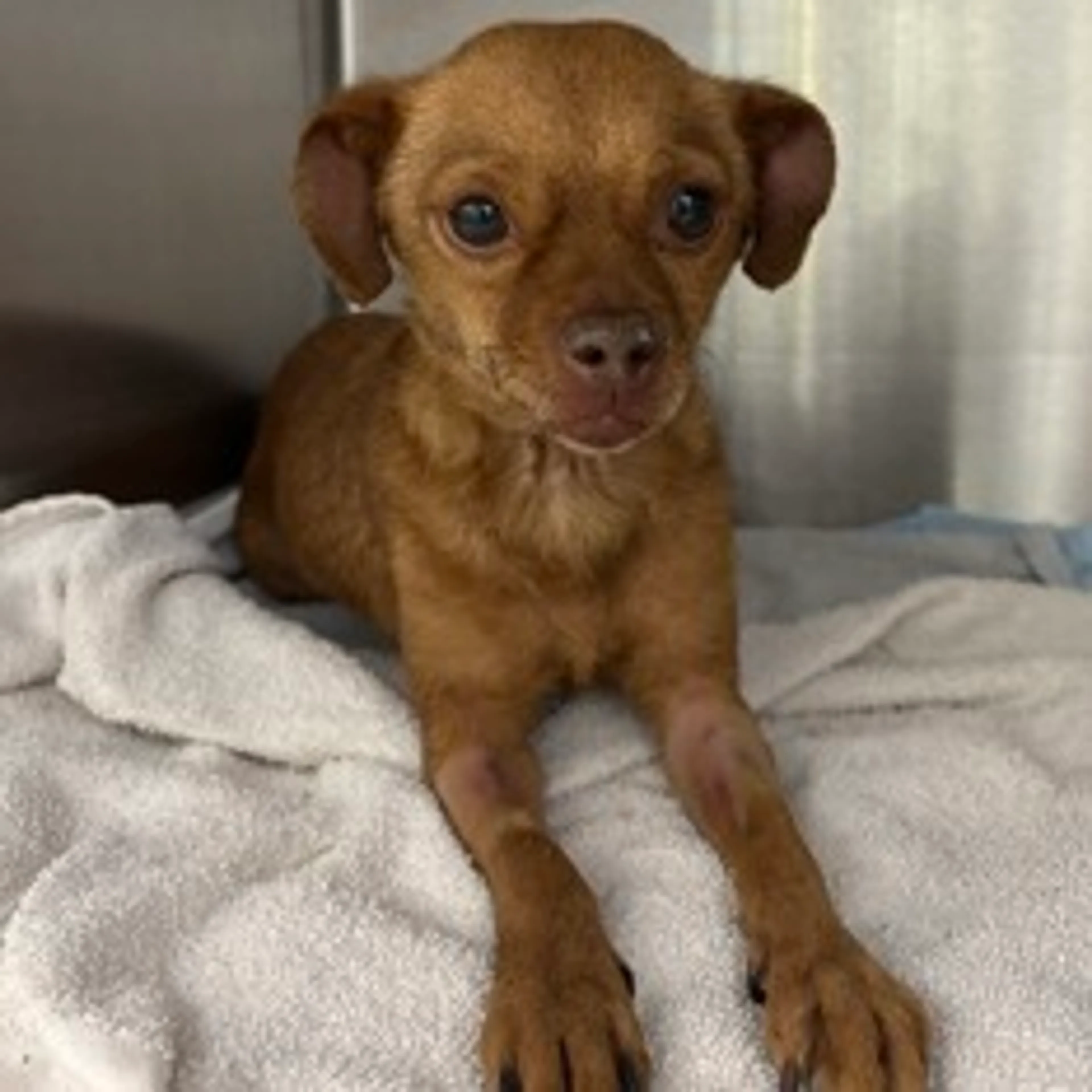 Found pet-1