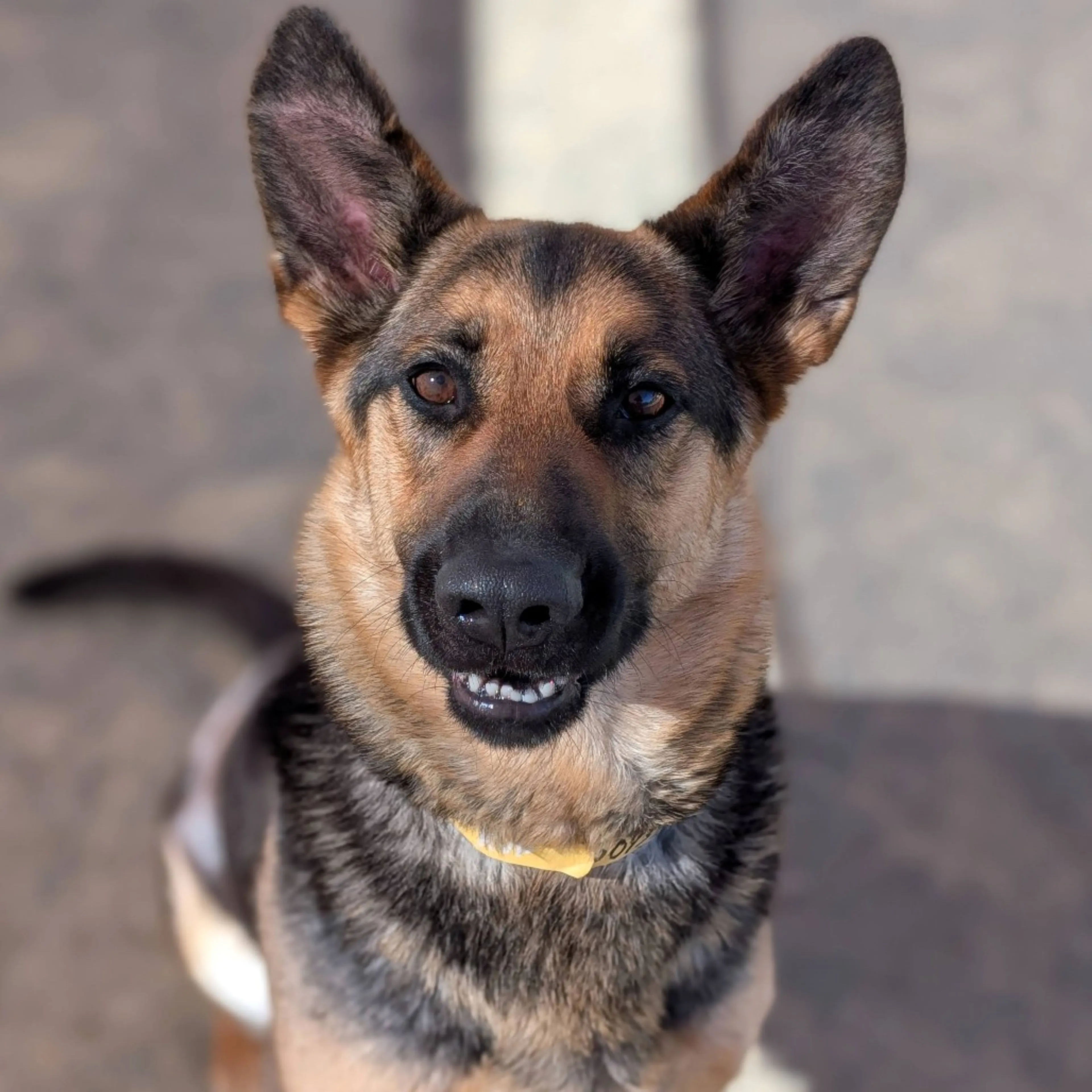 Found pet-2