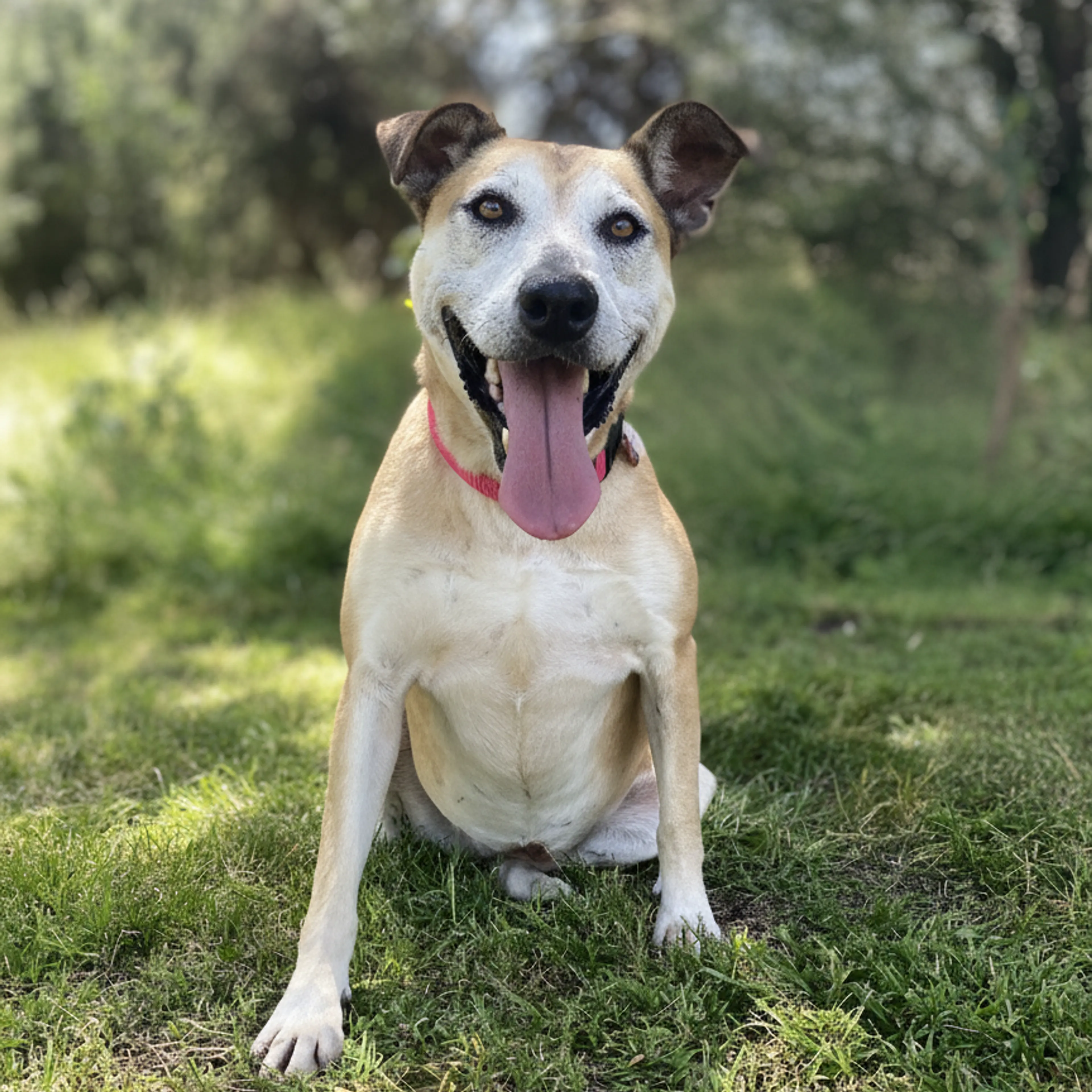 Found pet-8