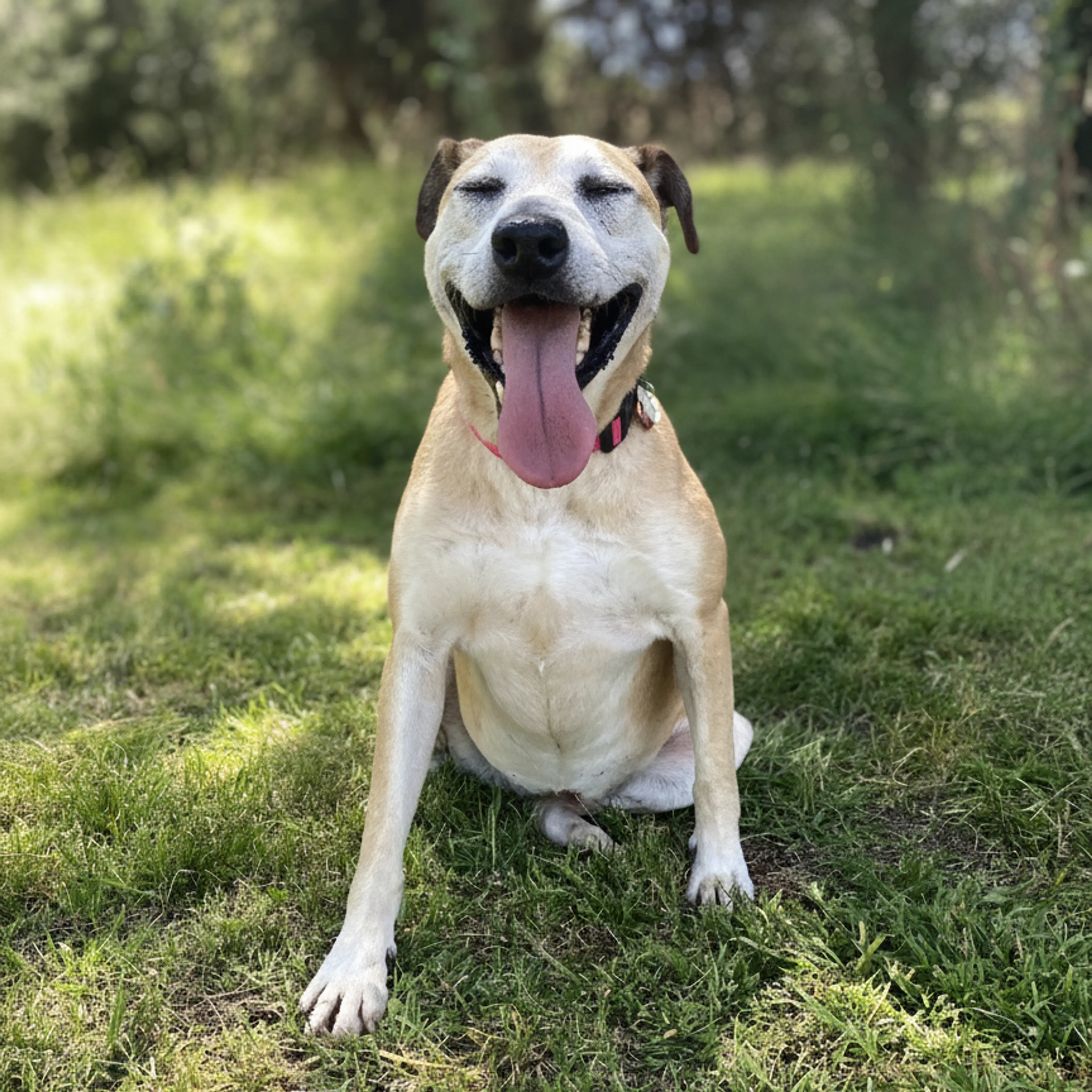 Found pet-6