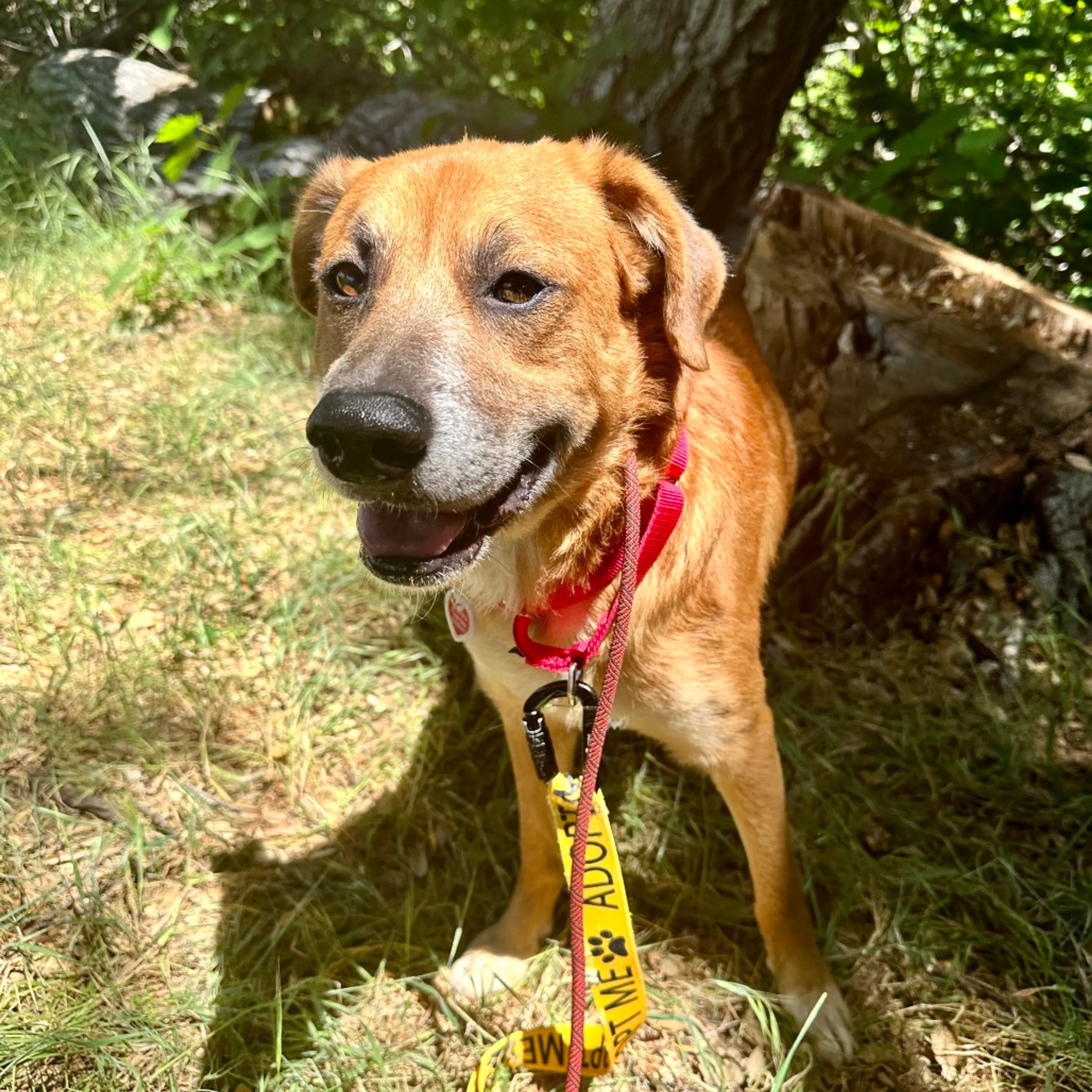 Found pet-1