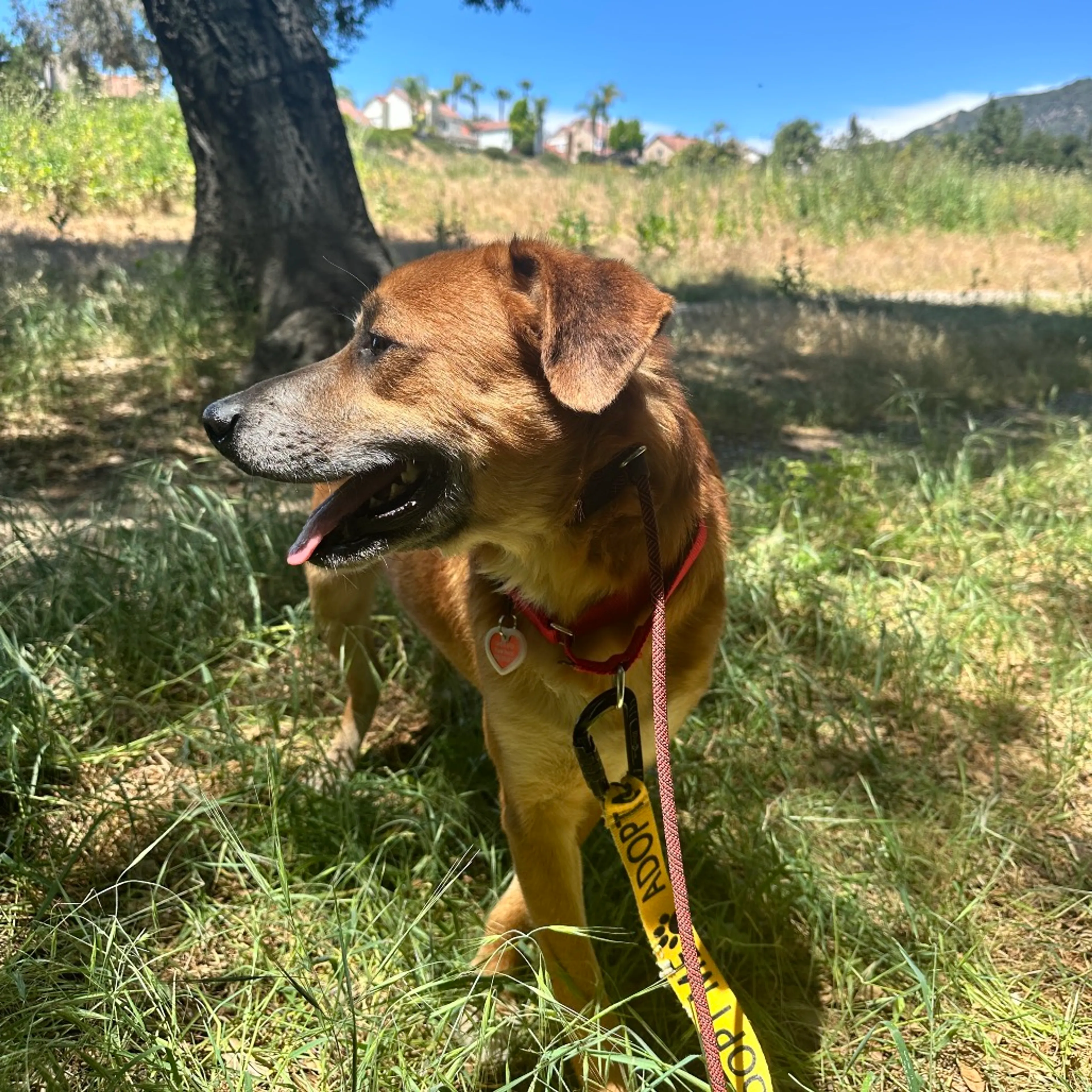 Found pet-2