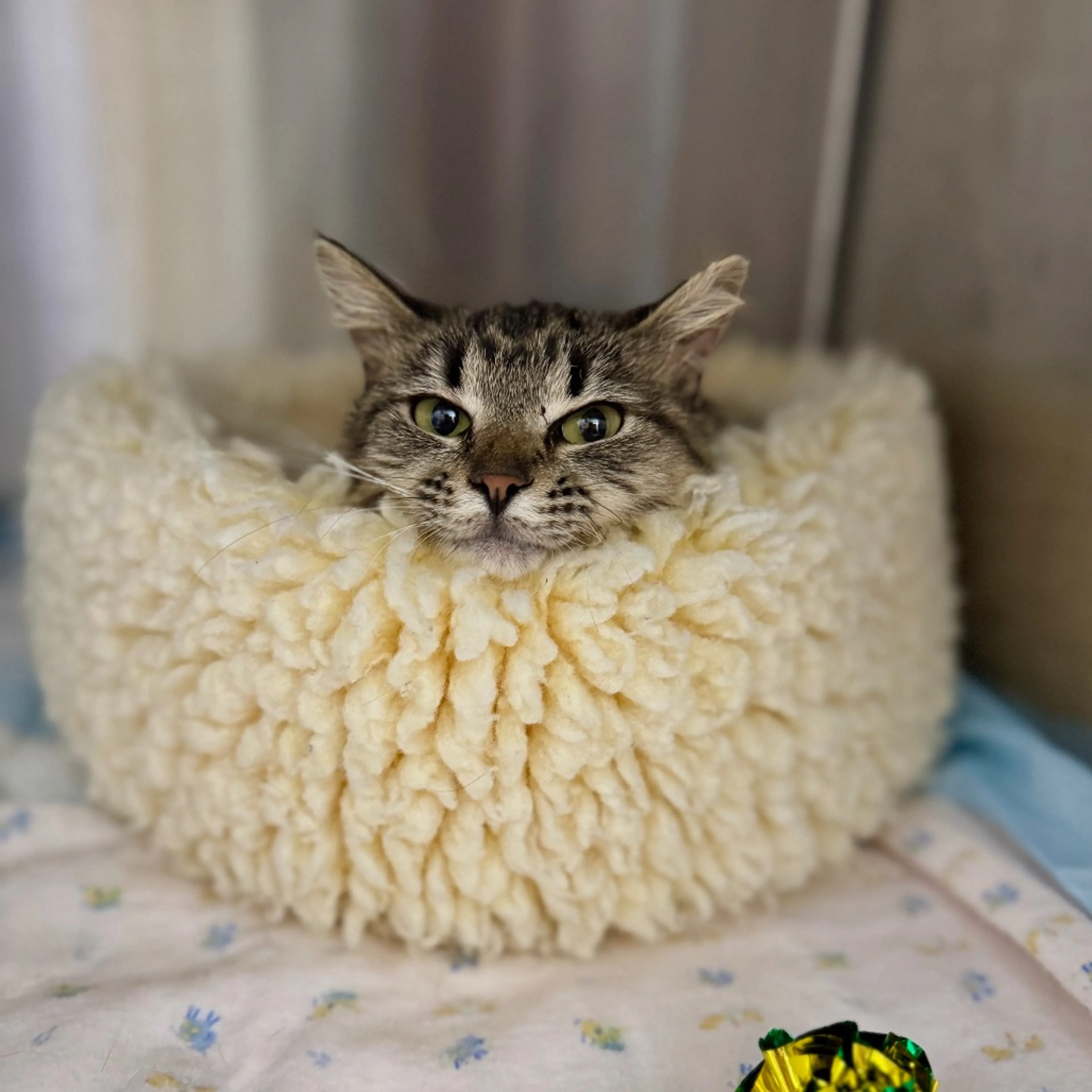Found pet-7