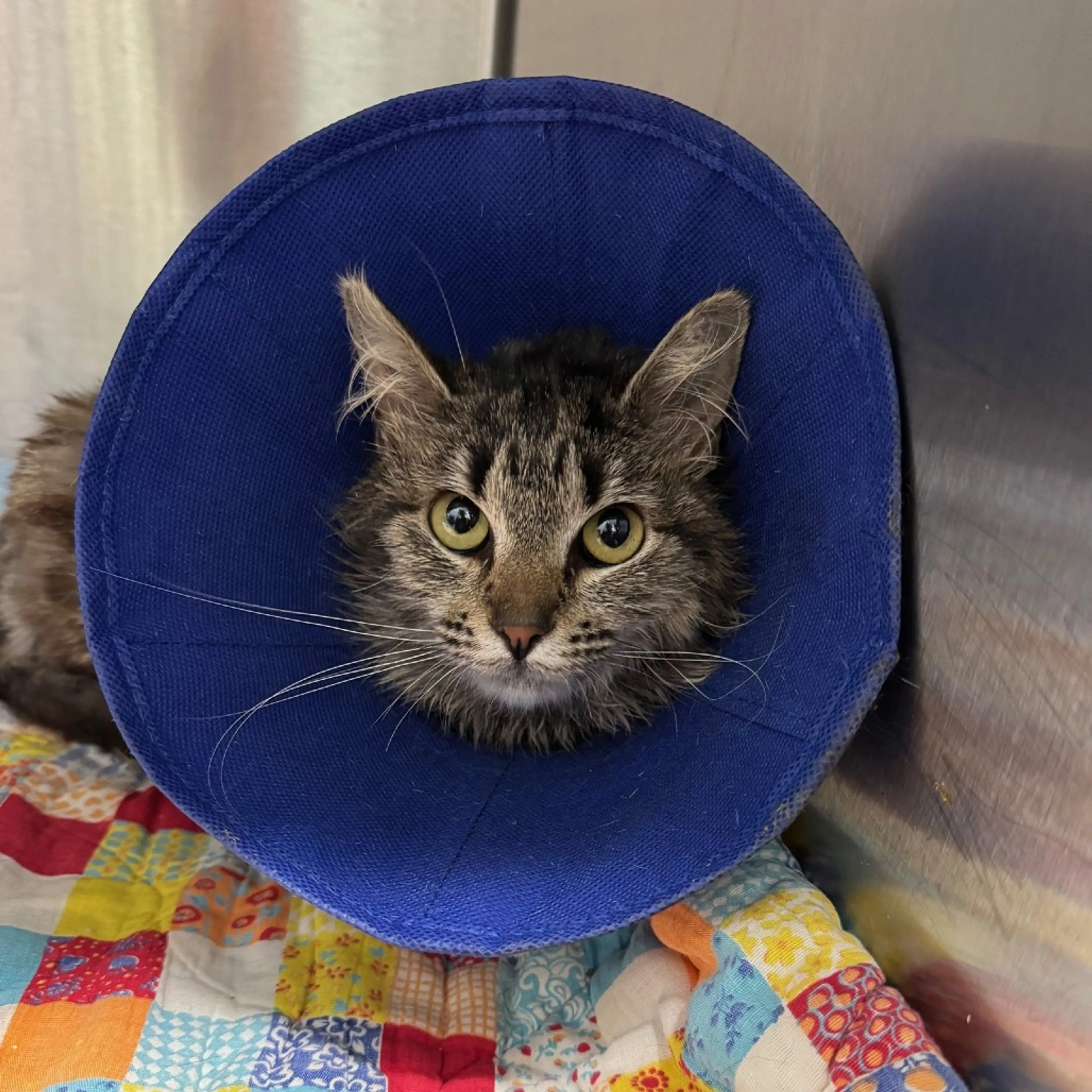 Found pet-2