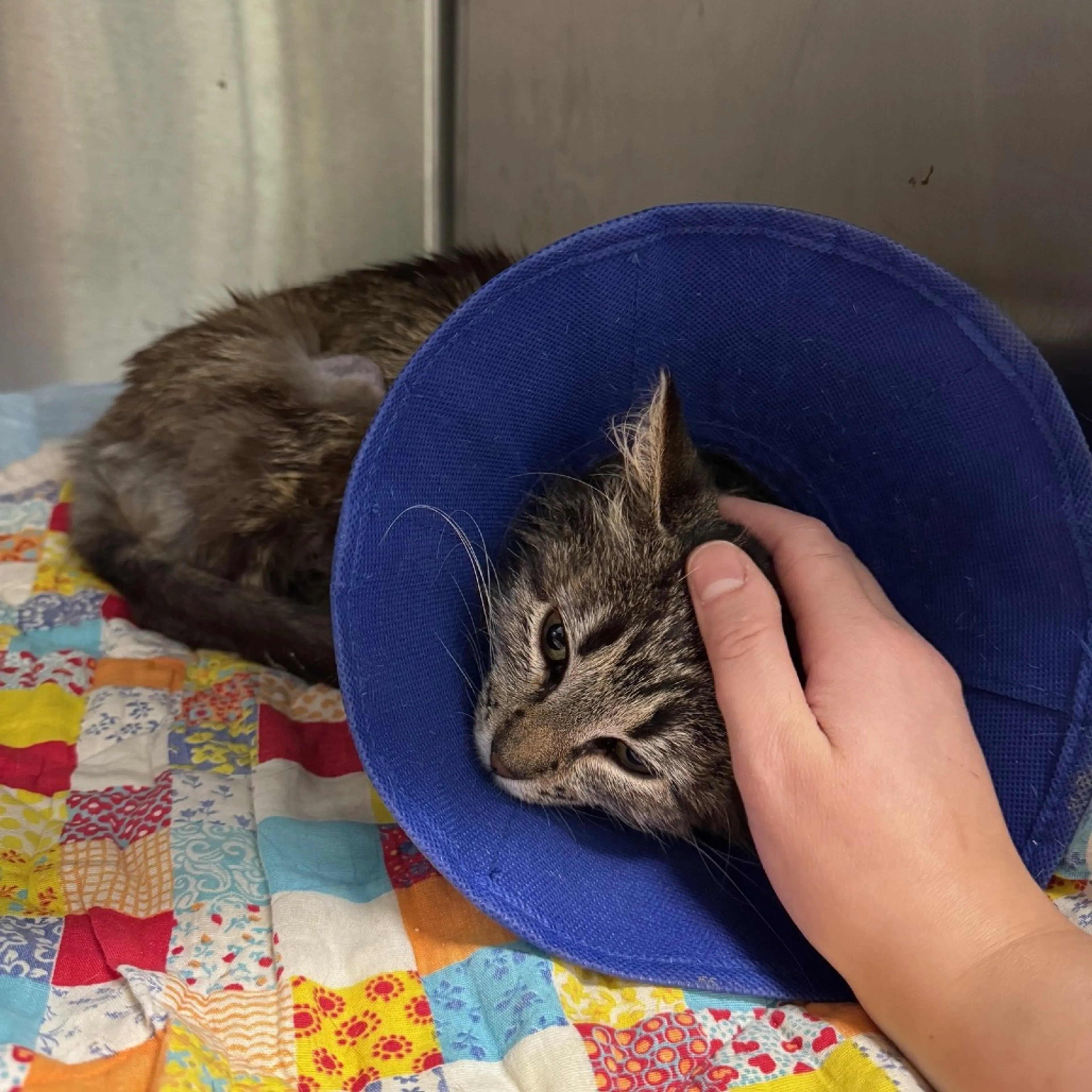 Found pet-3