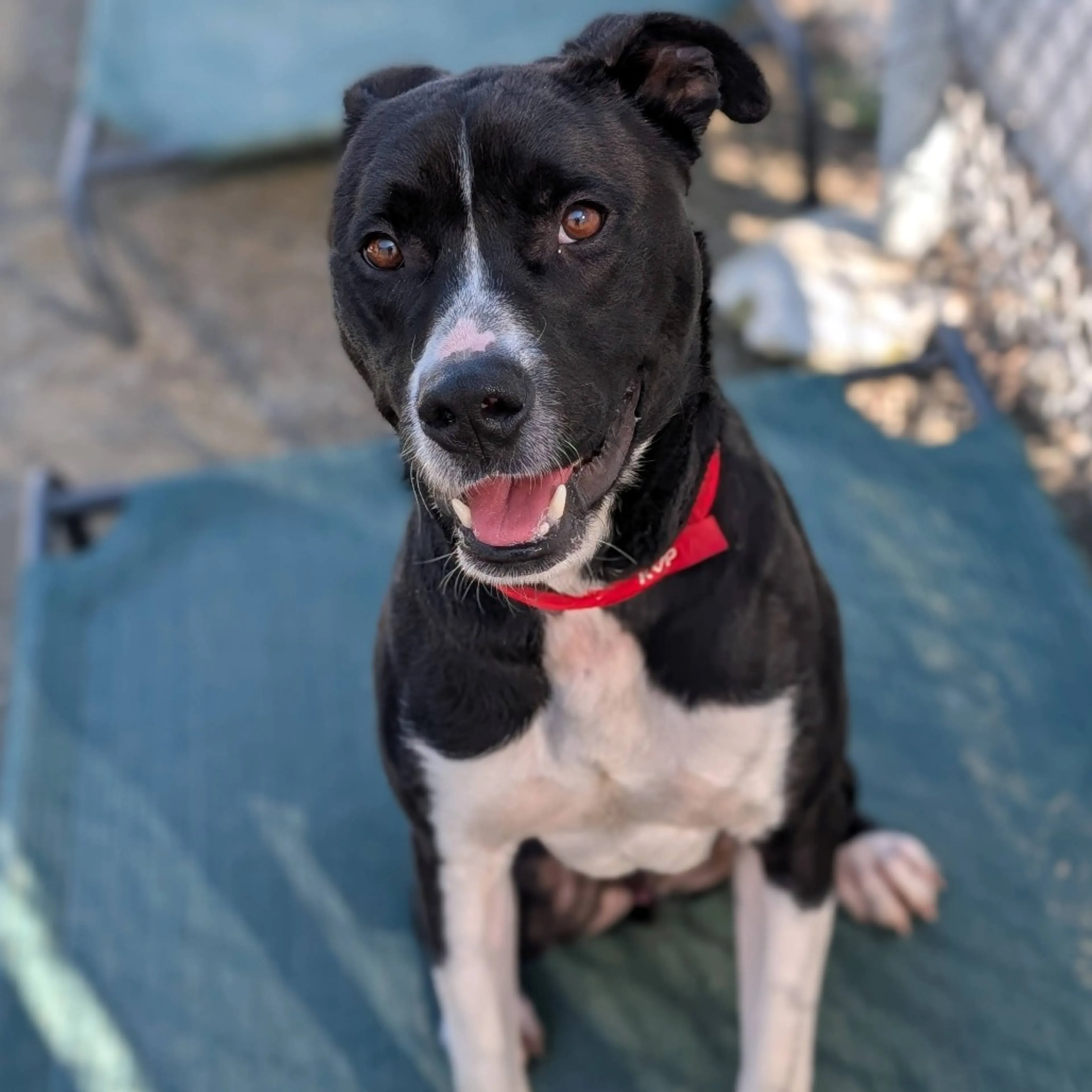 Found pet-5