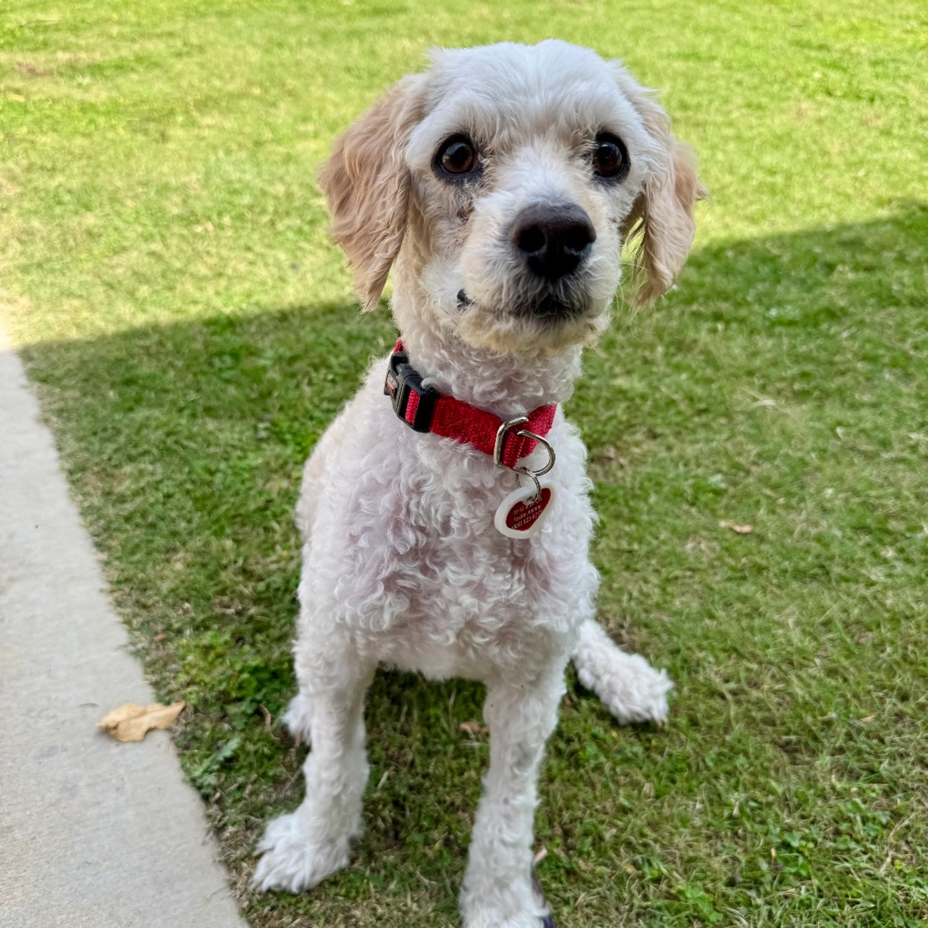 Found pet-8