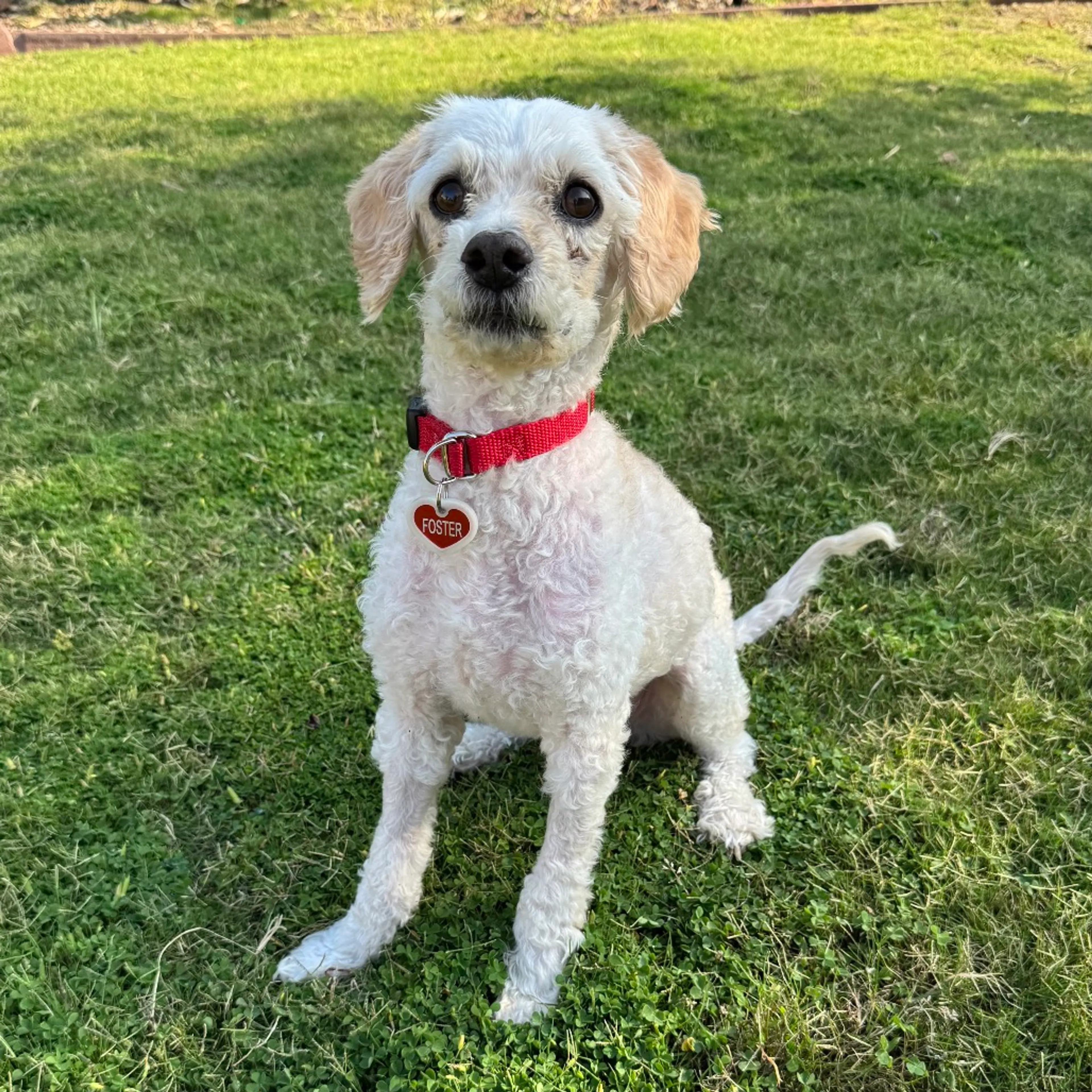 Found pet-11