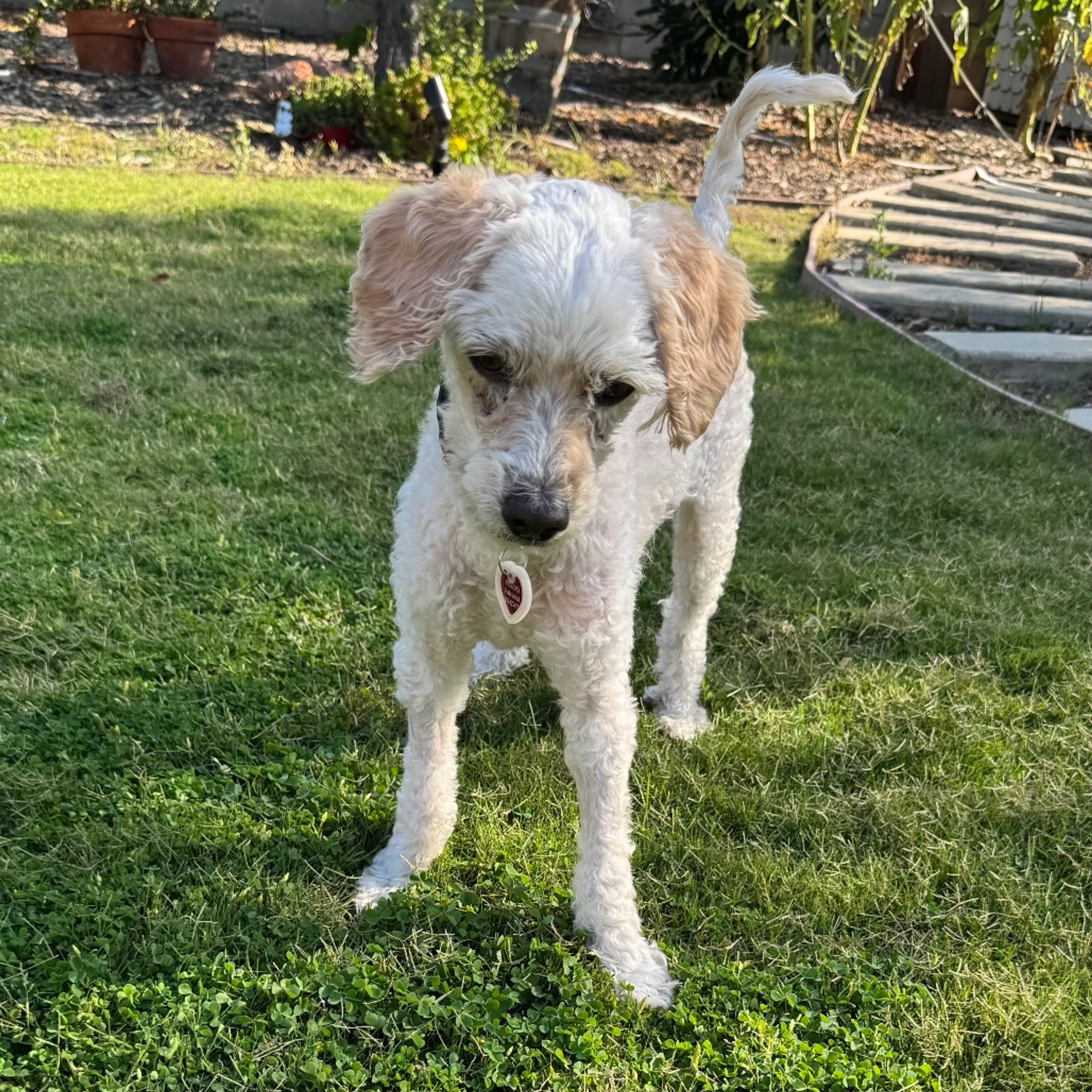 Found pet-9