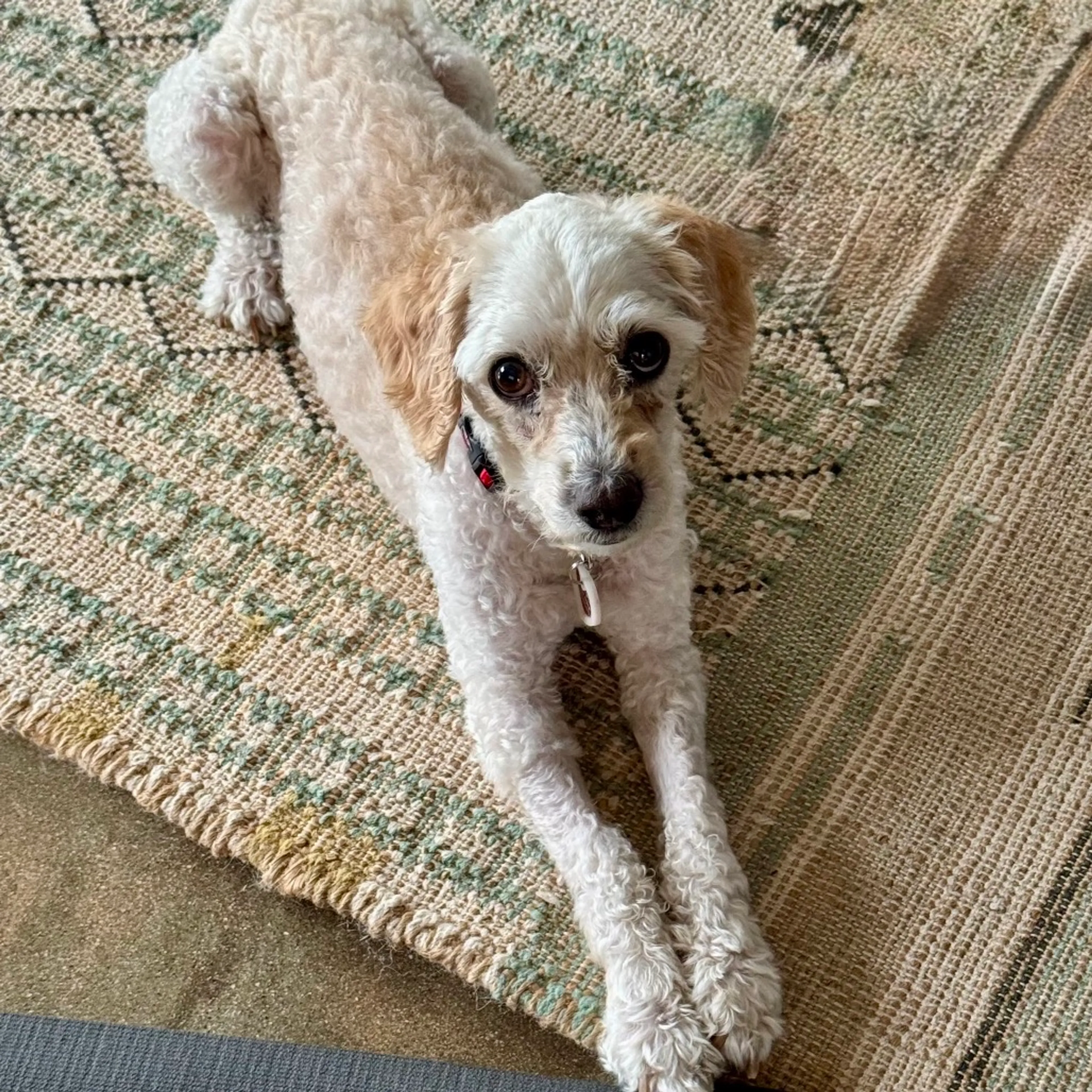 Found pet-0