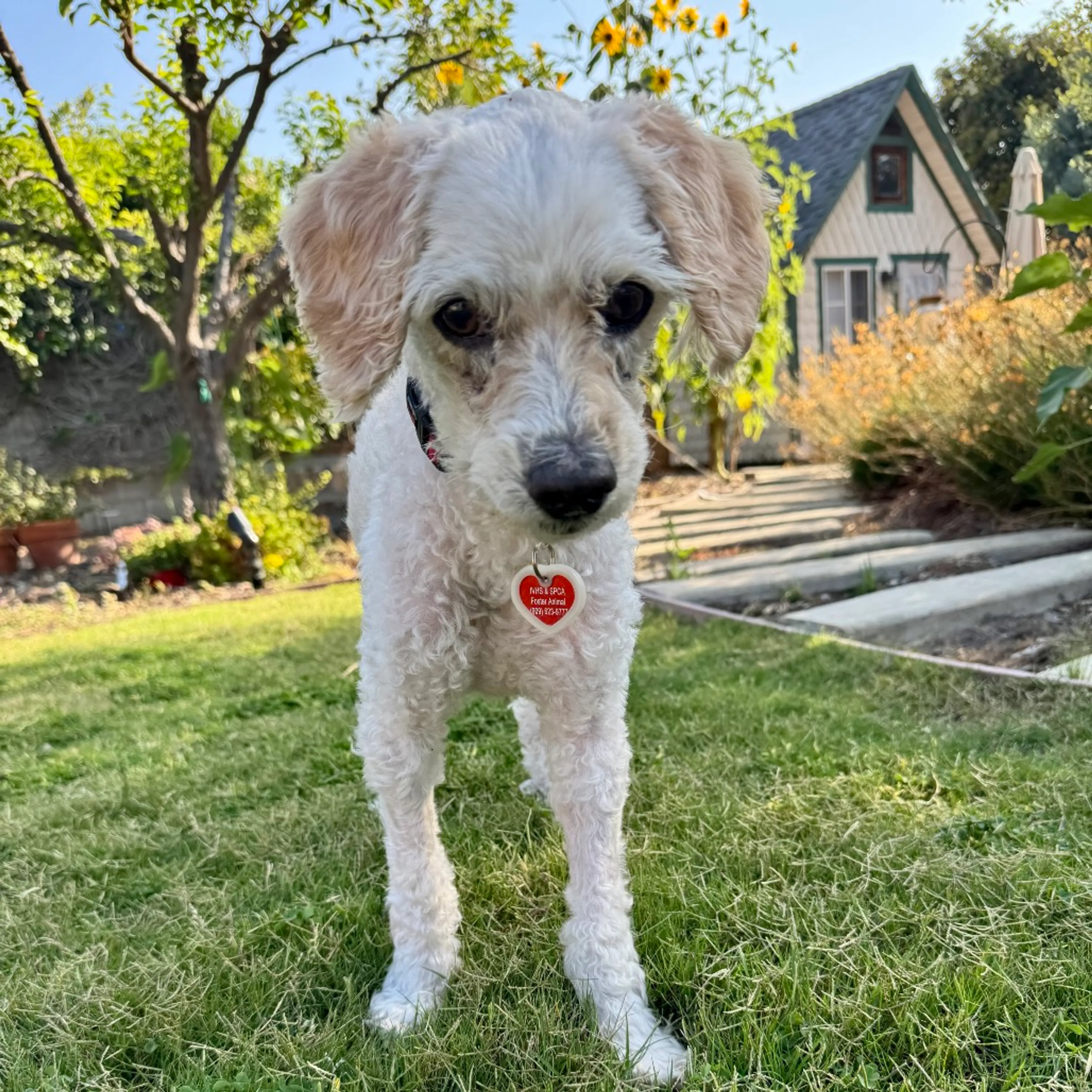 Found pet-10