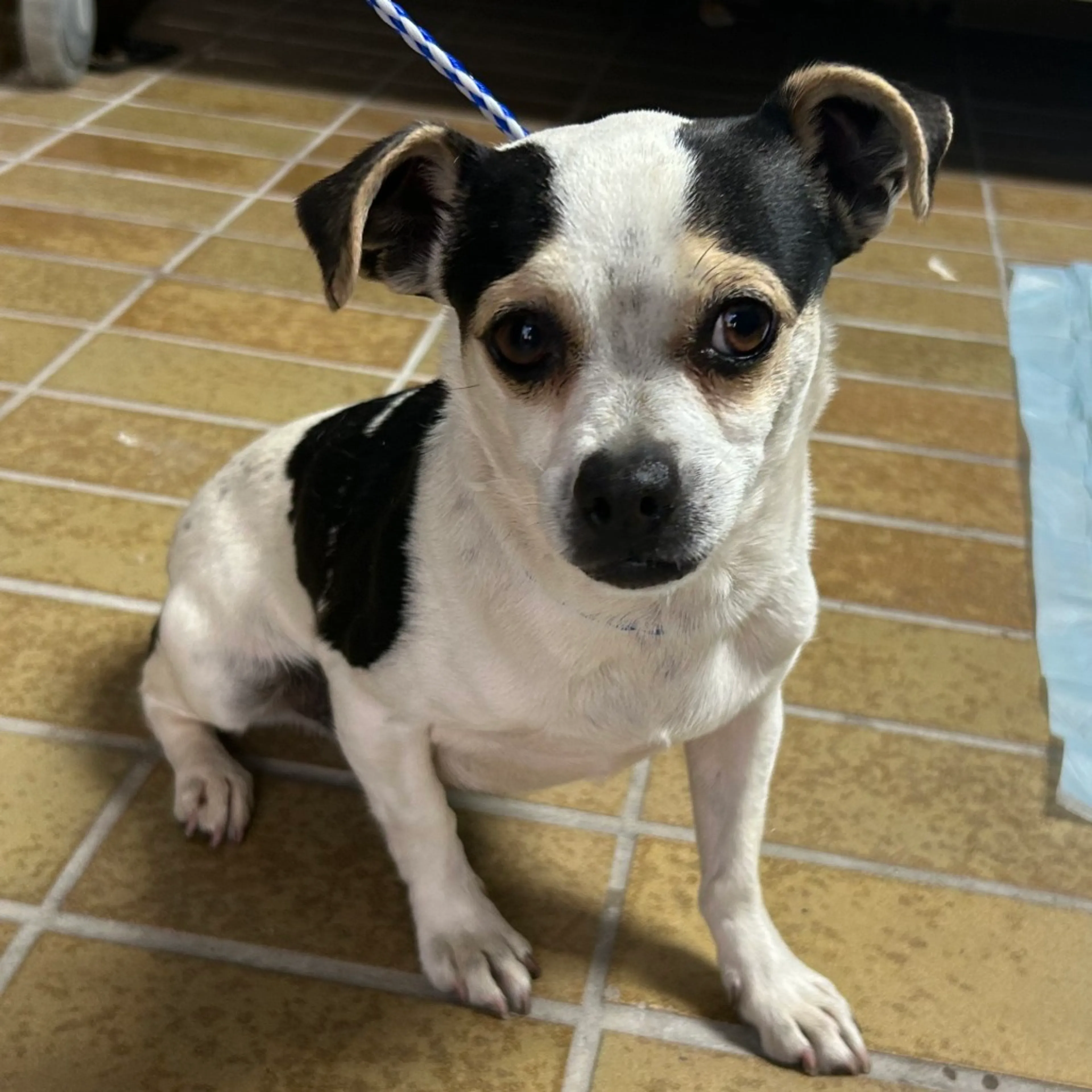 Found pet-1