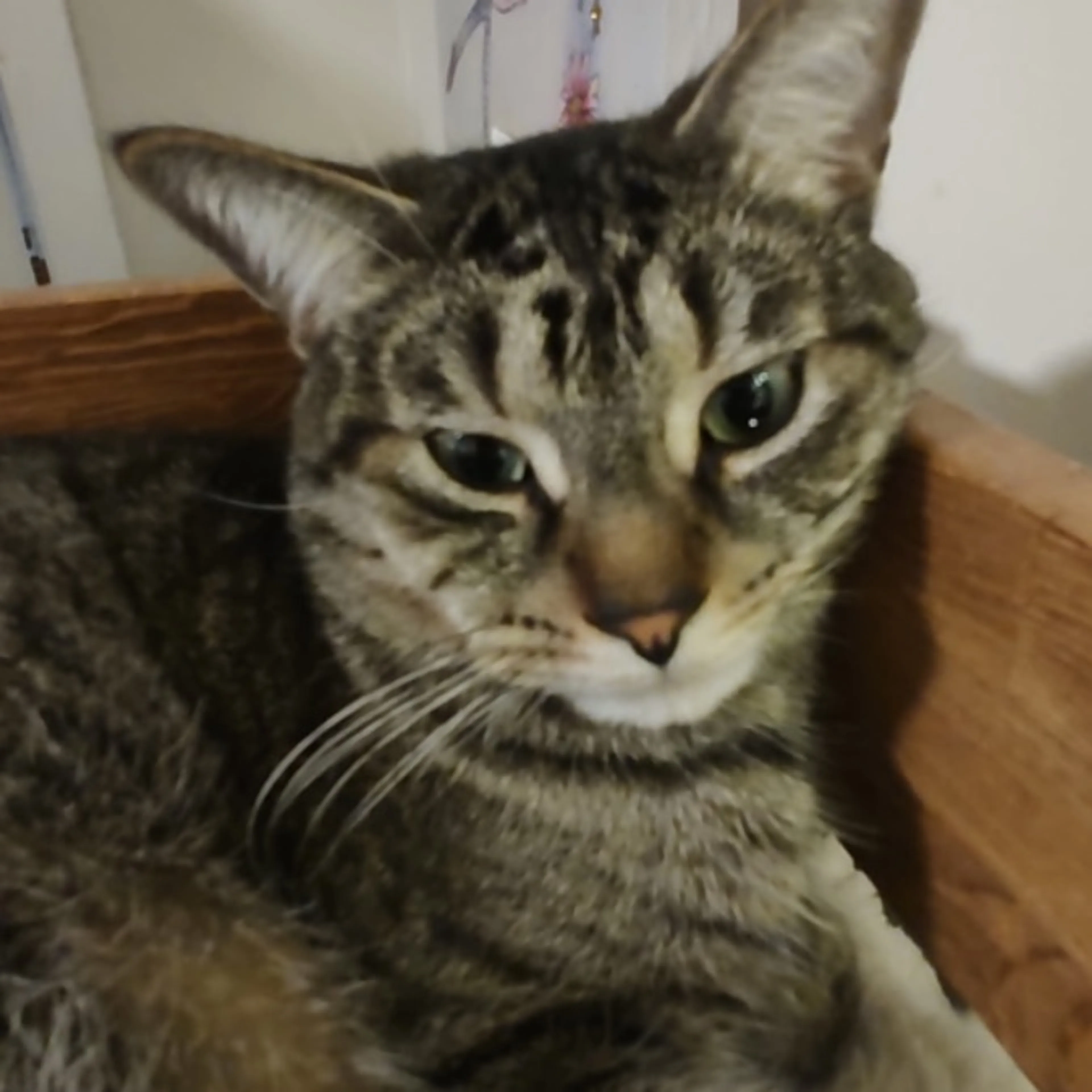 Lost pet