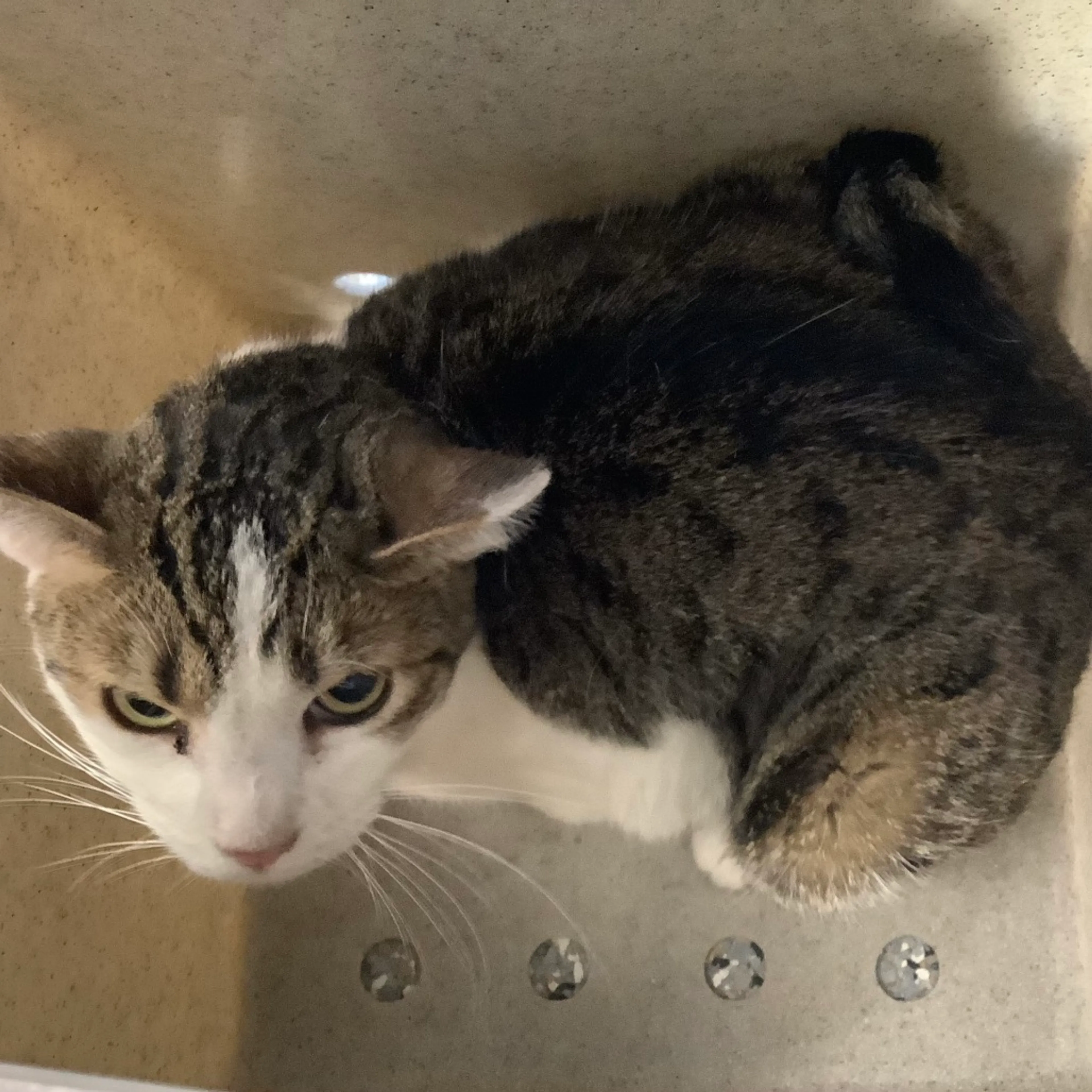 Found pet