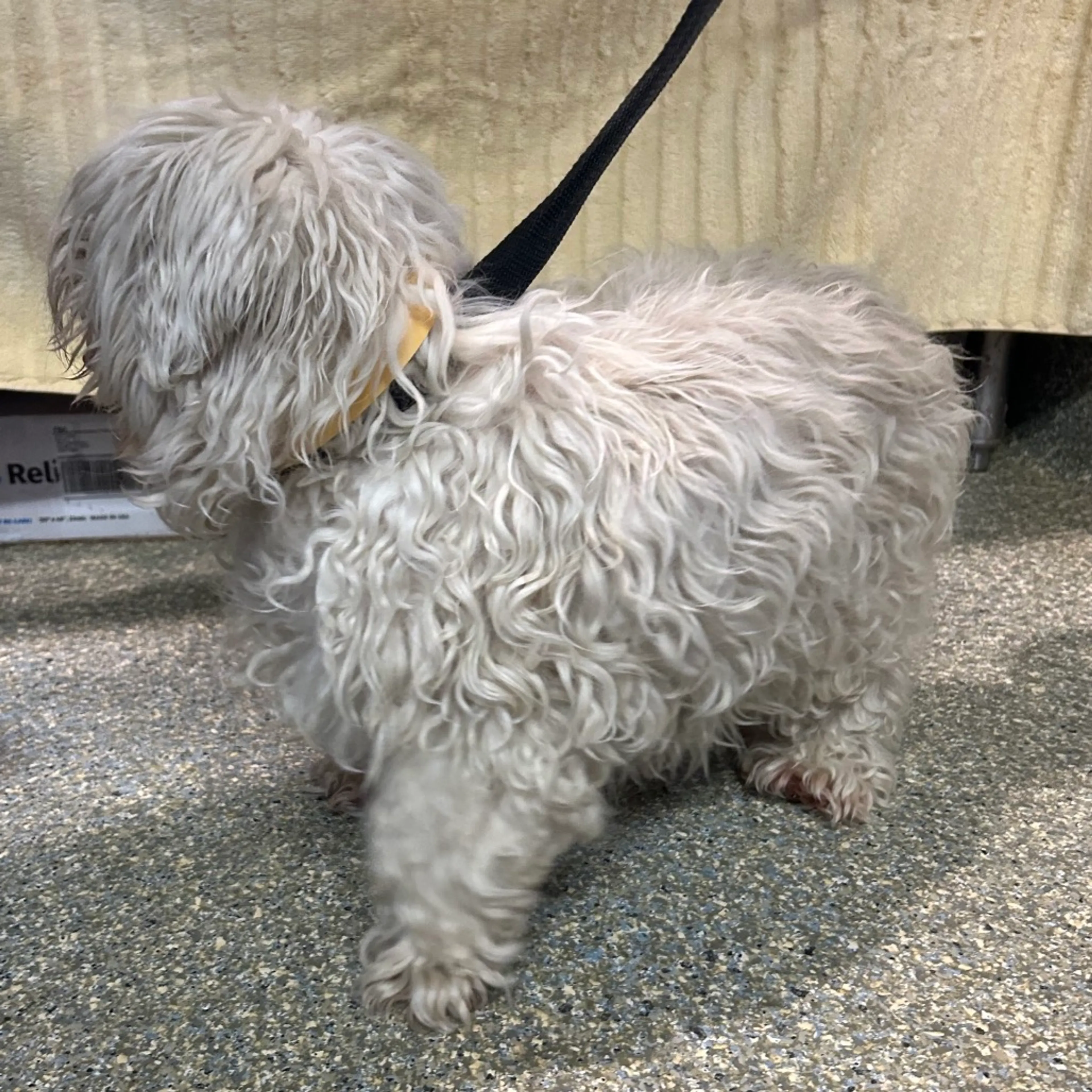 Found pet-1