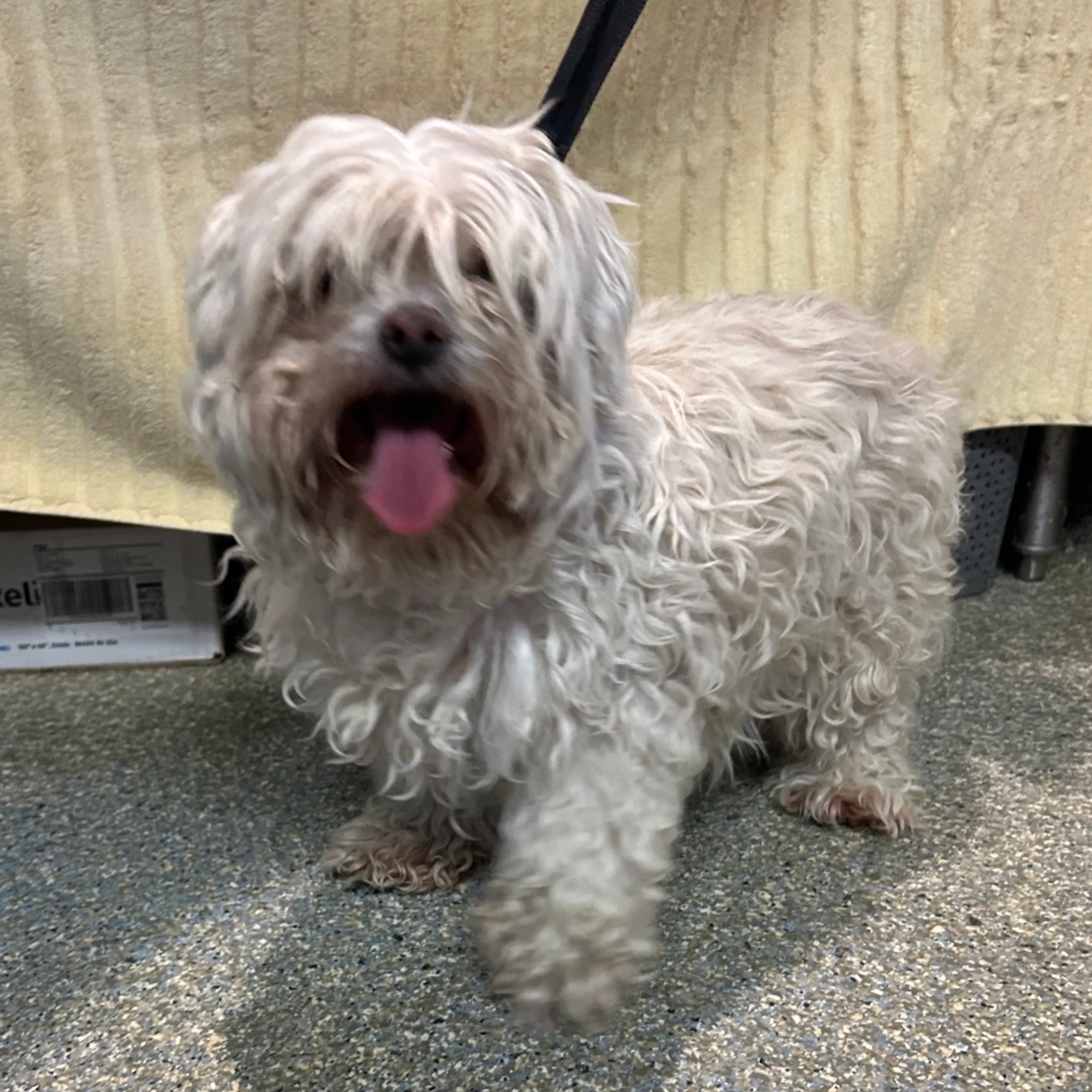 Found pet-1