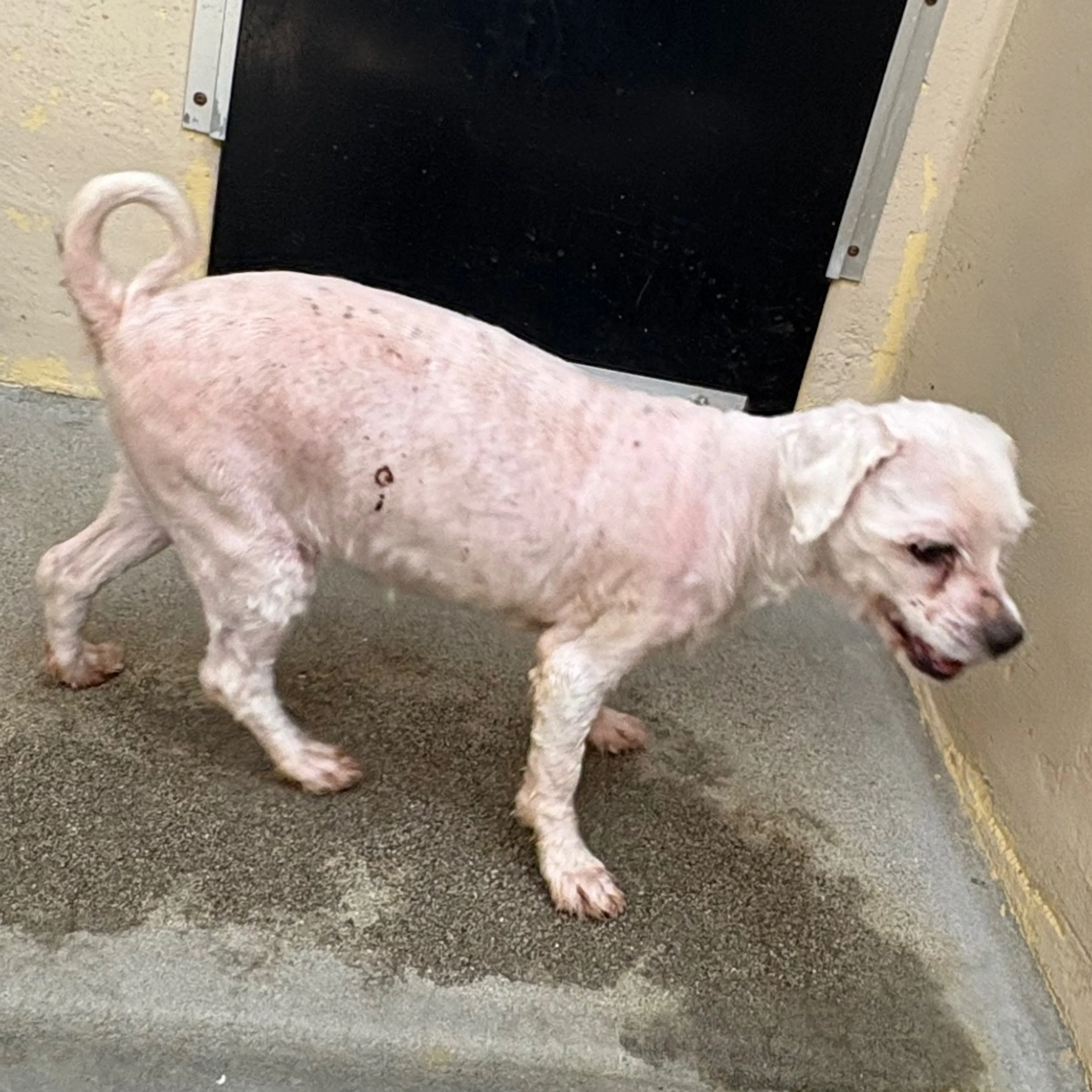 Found pet-3