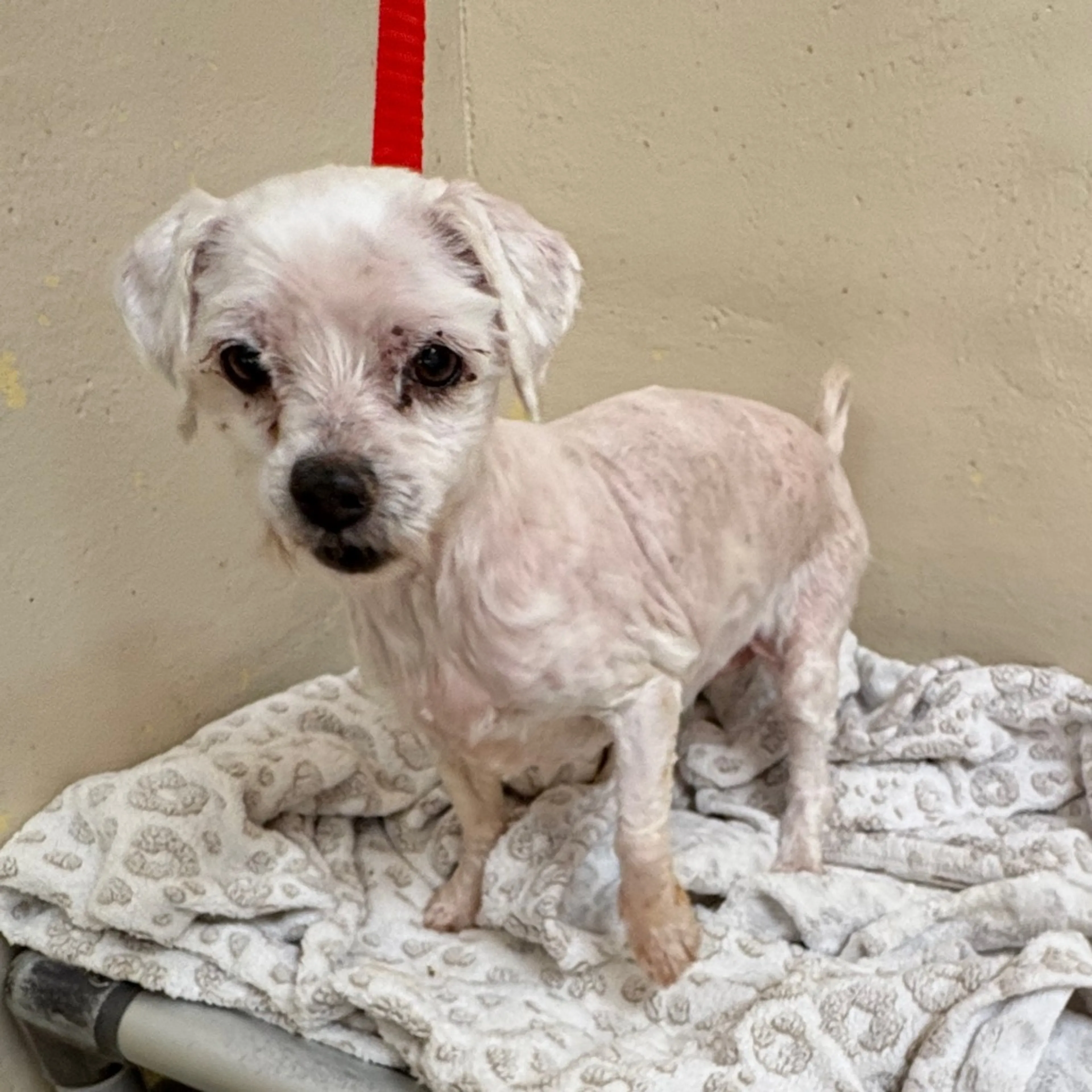 Found pet-2