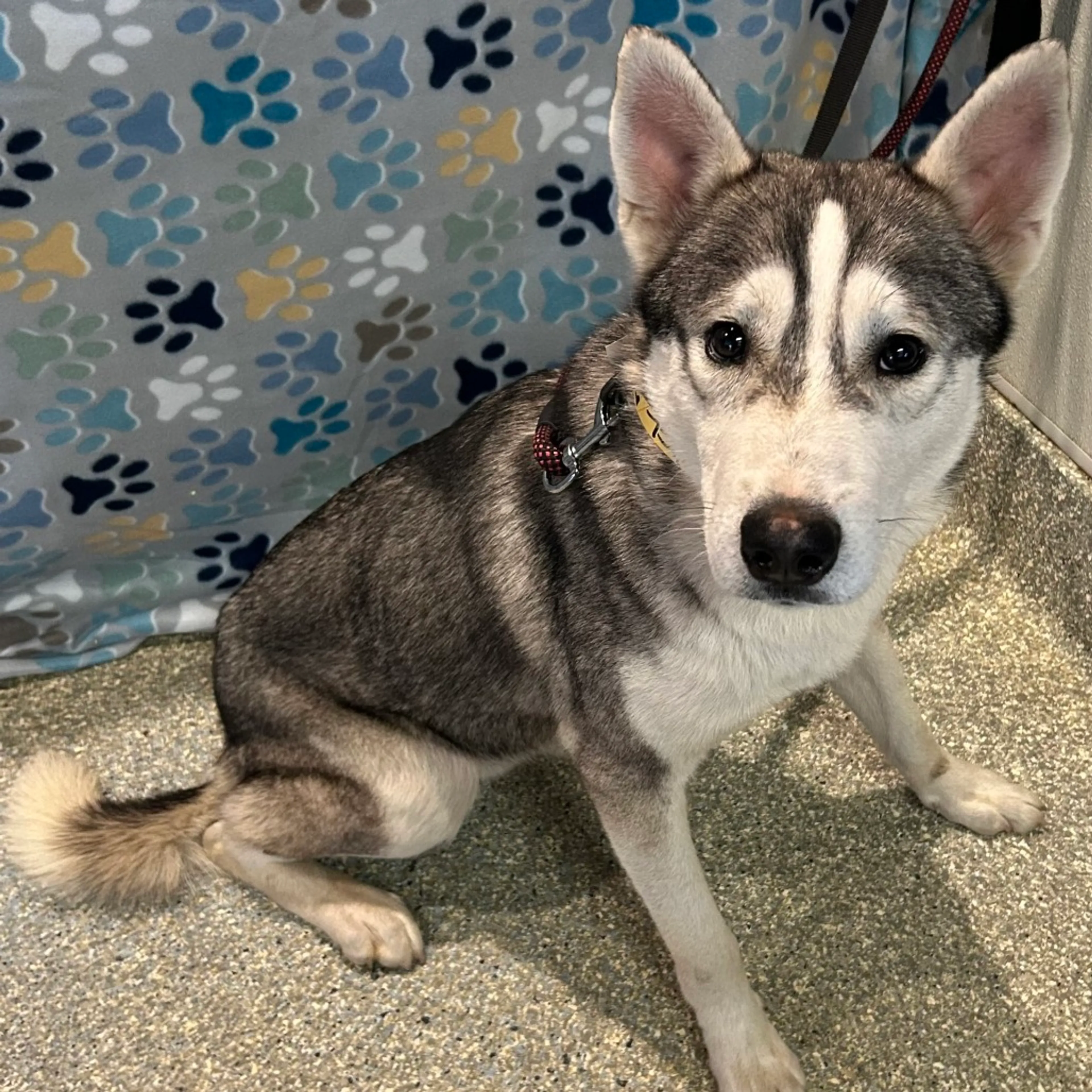 Found pet