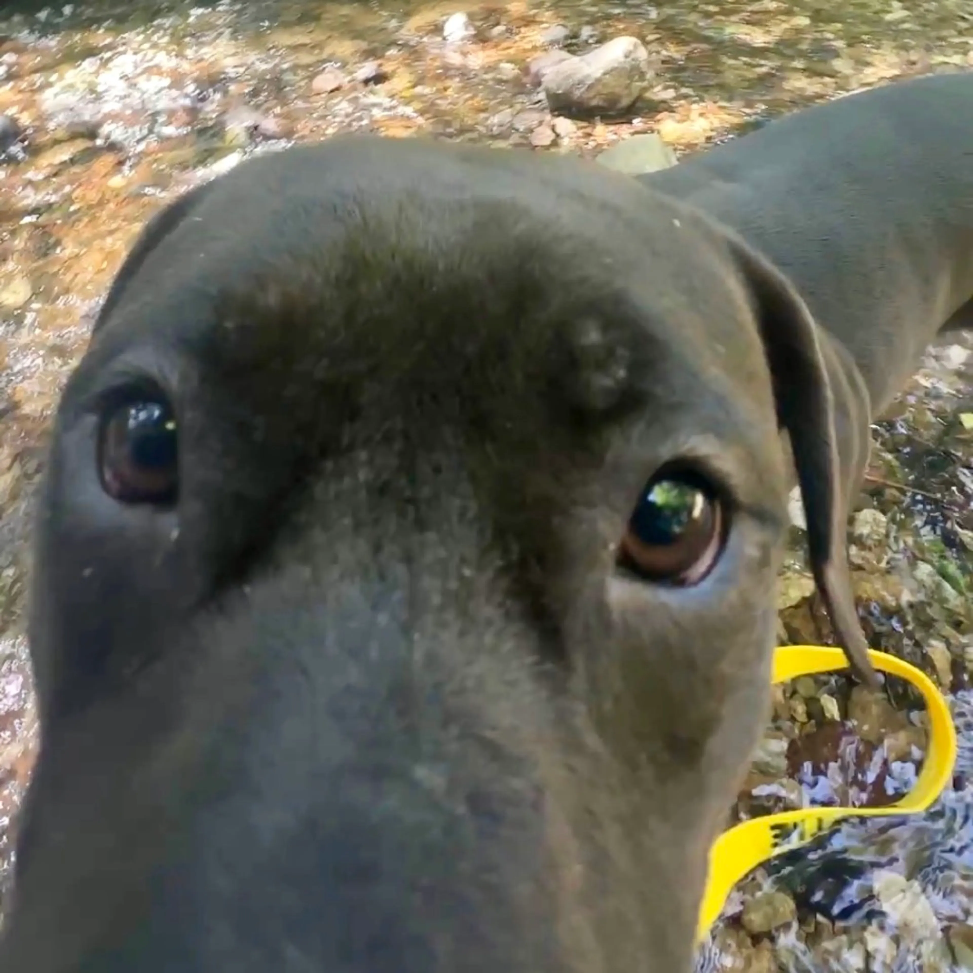 Found pet-7