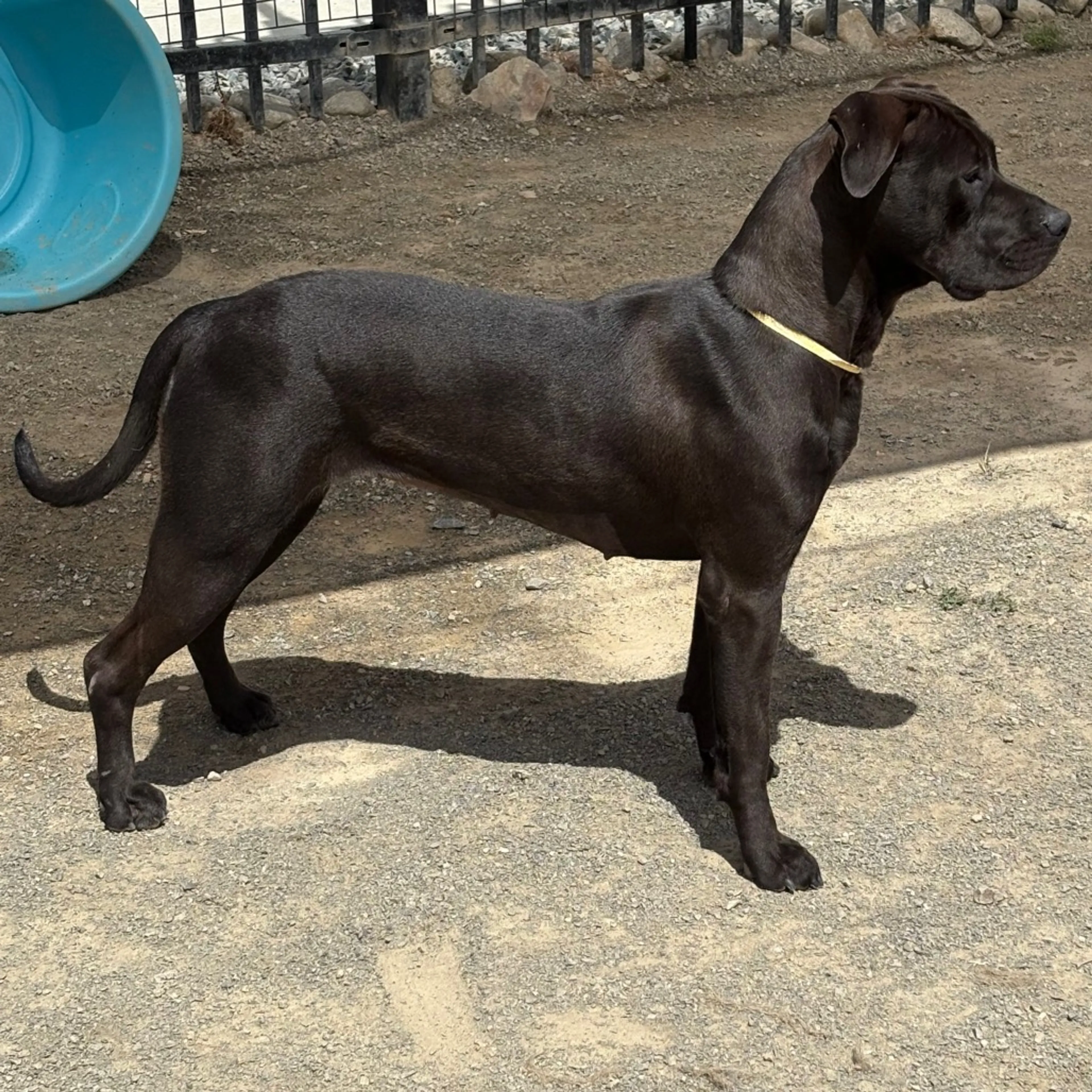 Found pet-2