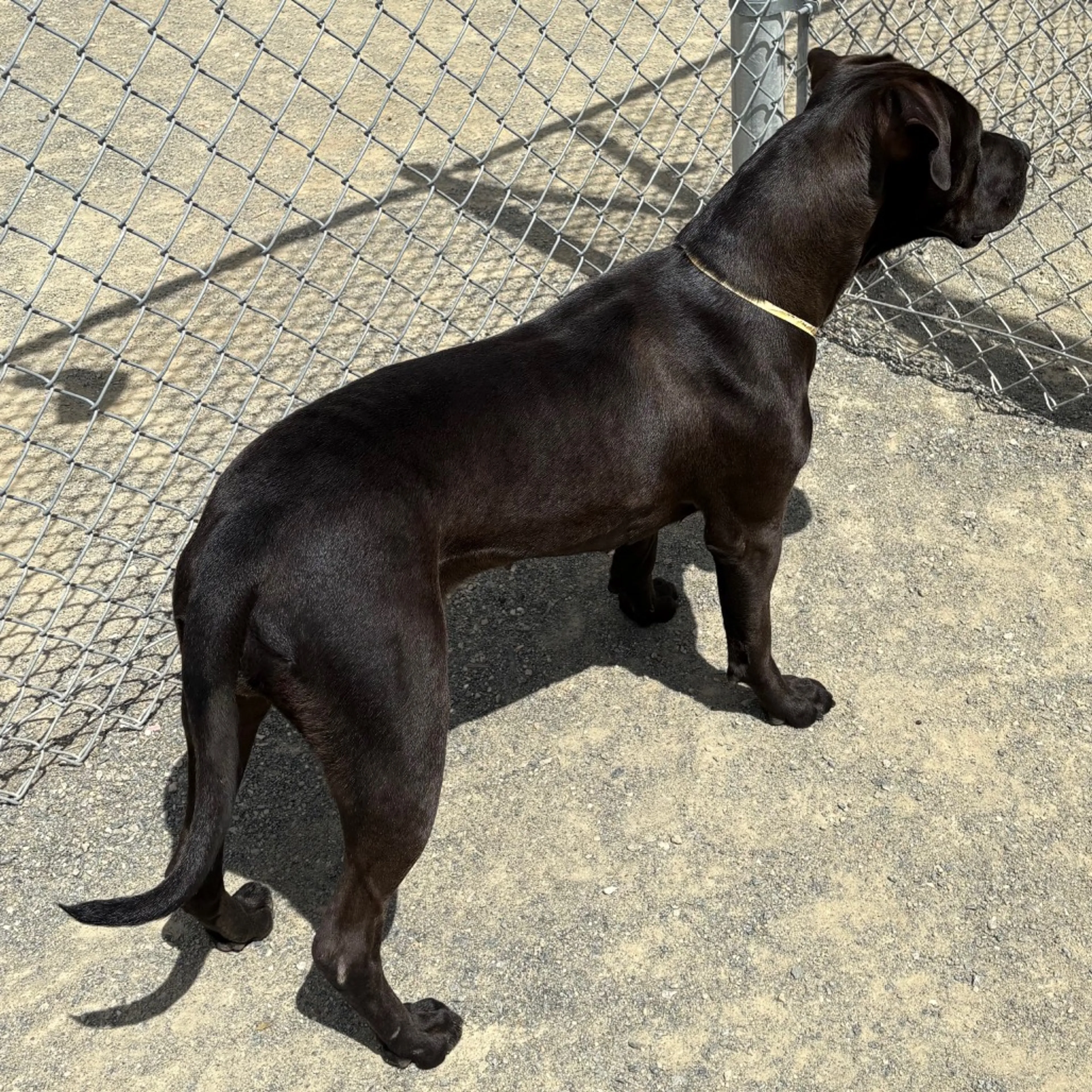 Found pet-4