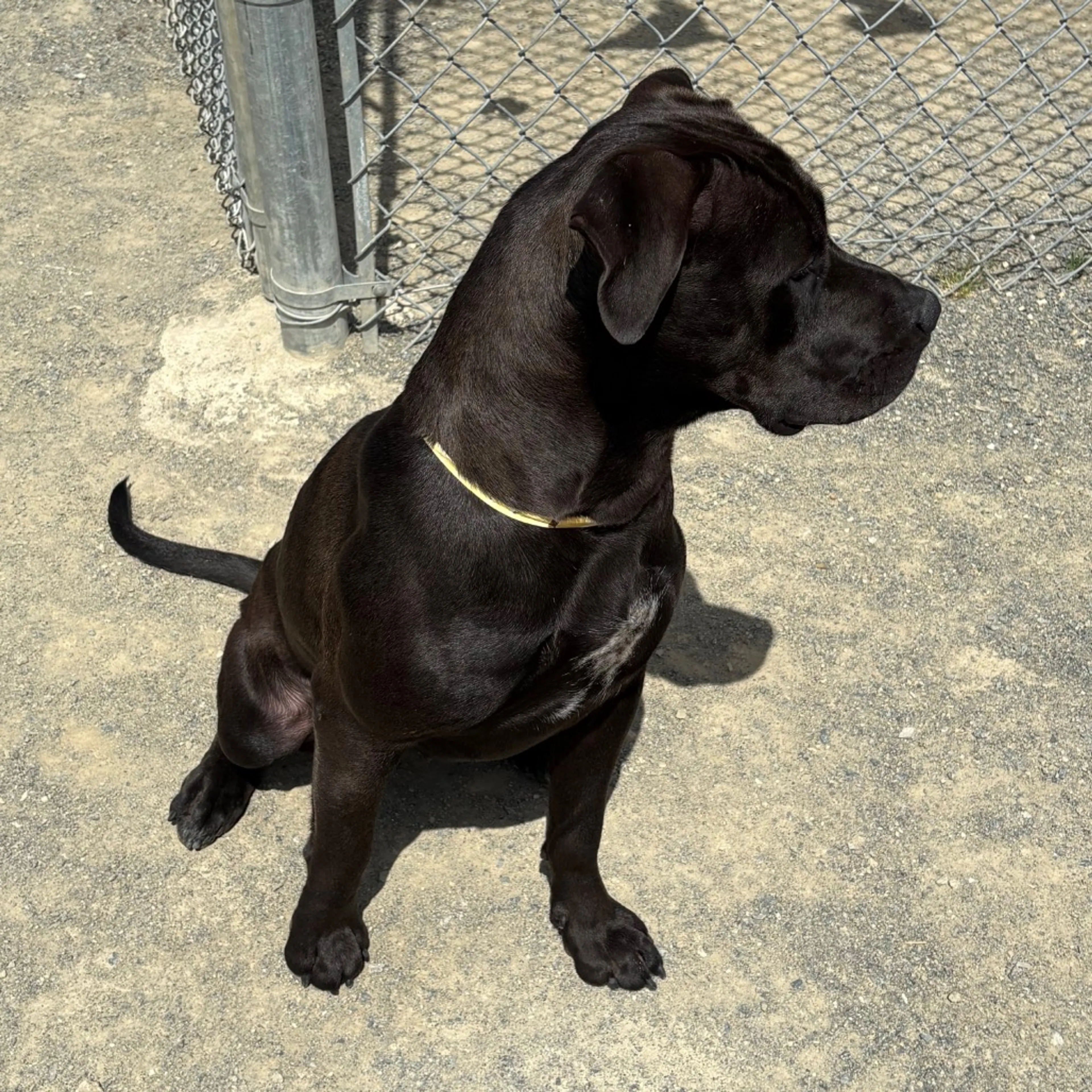 Found pet-3