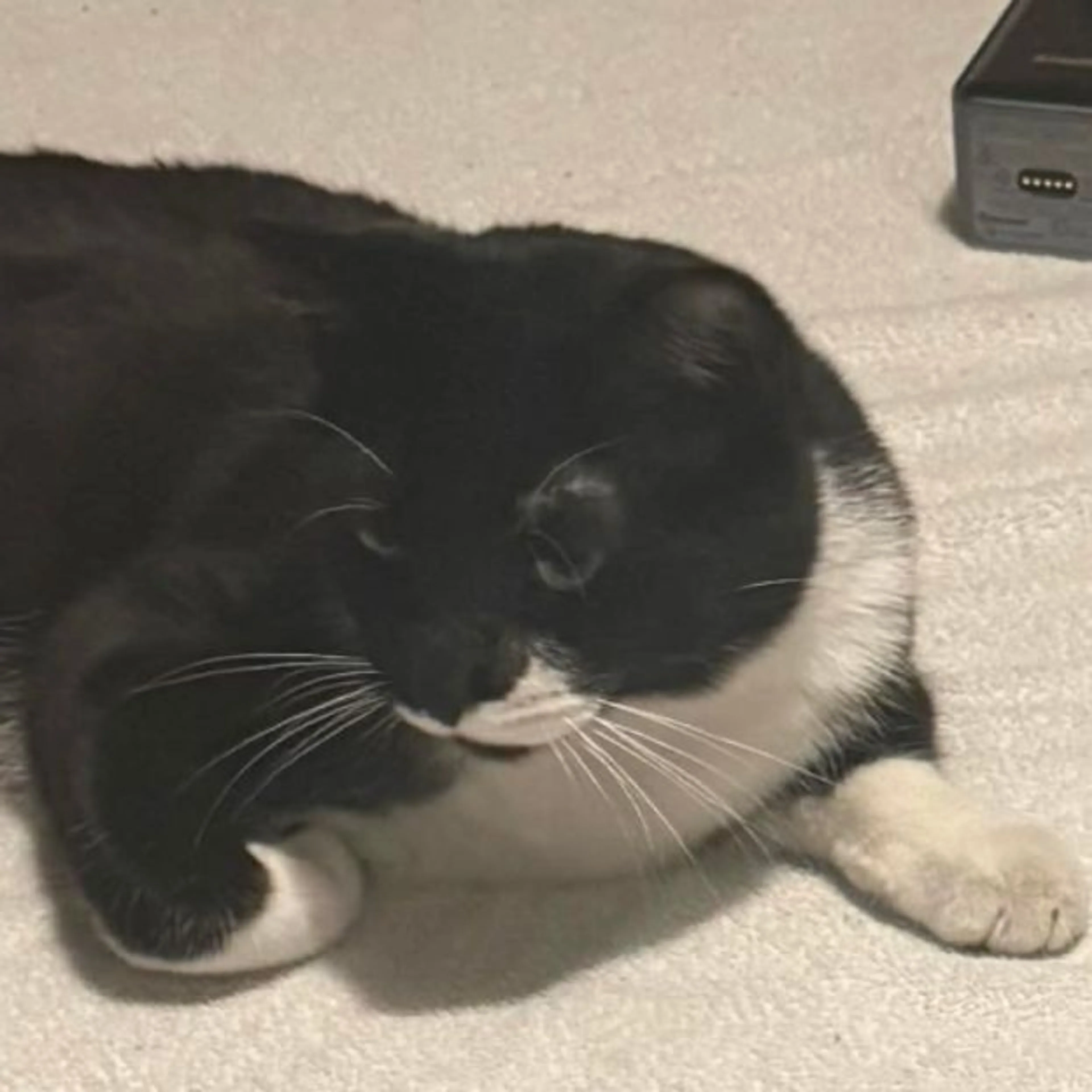 Lost pet