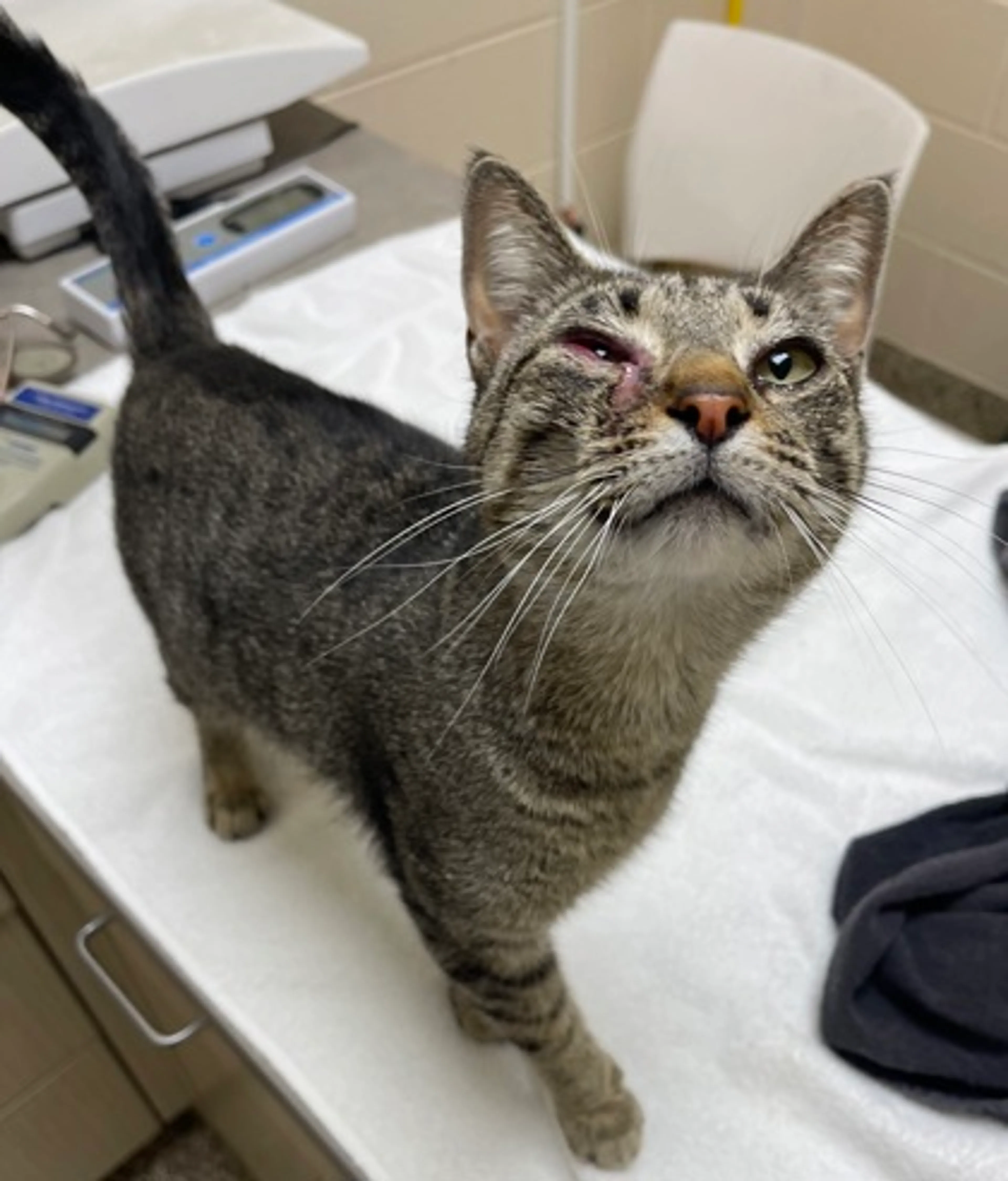 Found pet-1