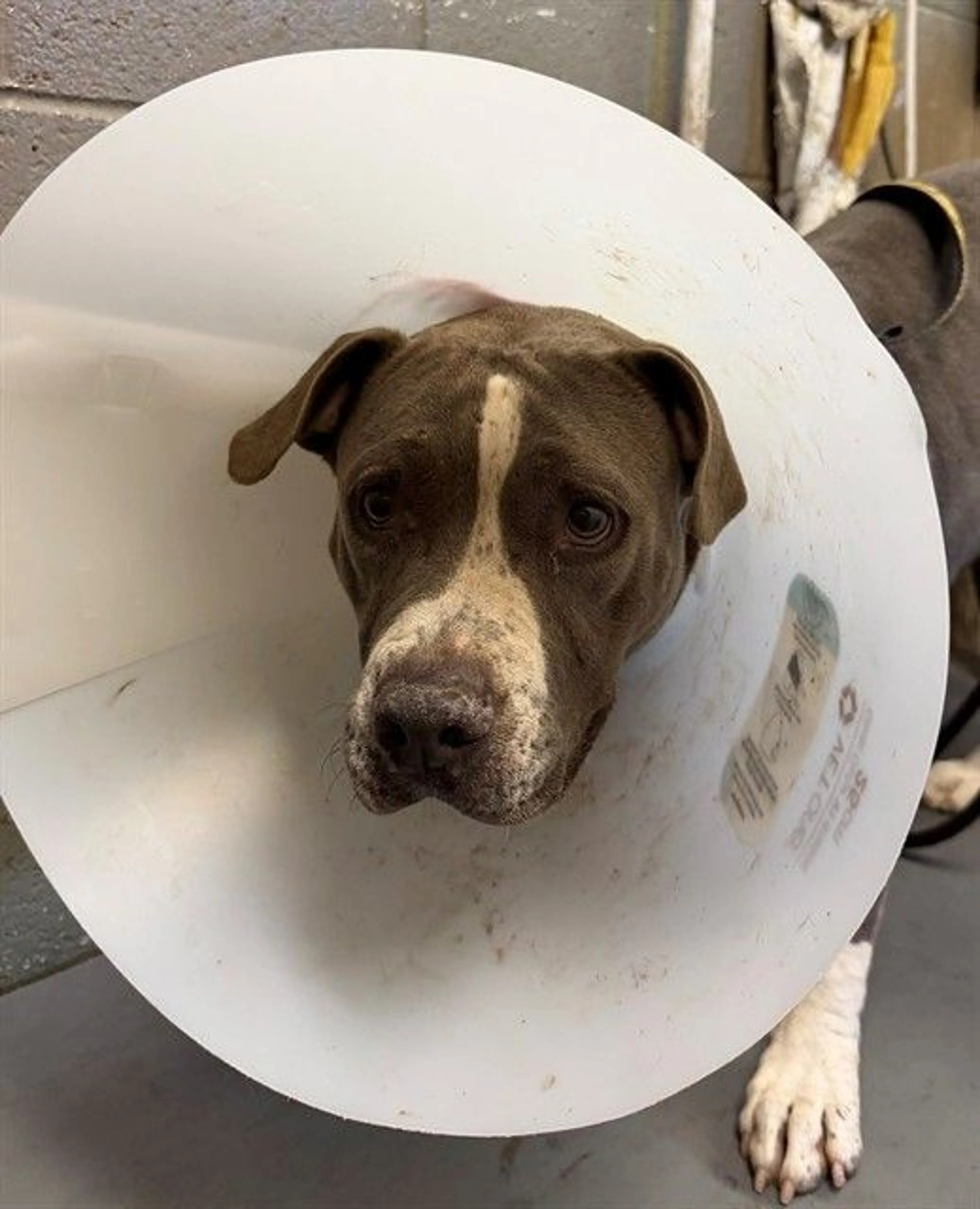 Found pet