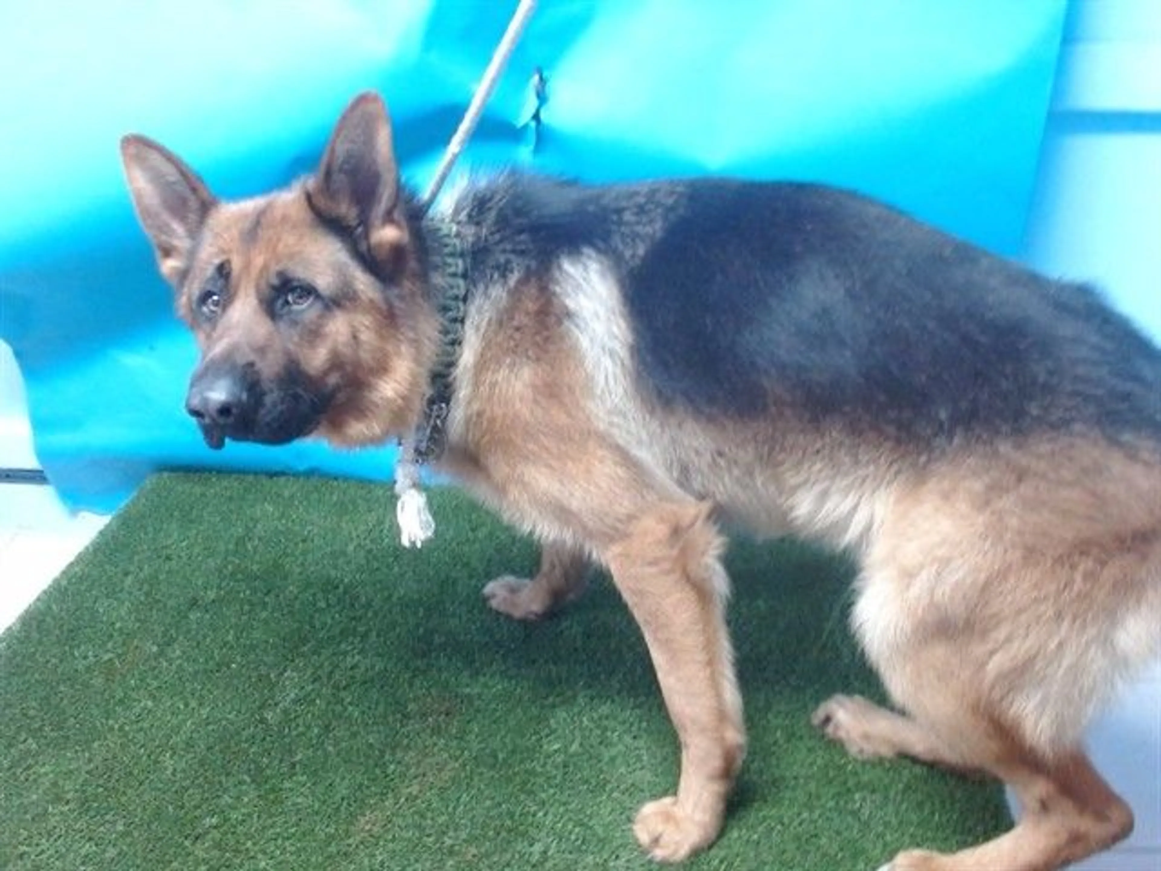 Found pet