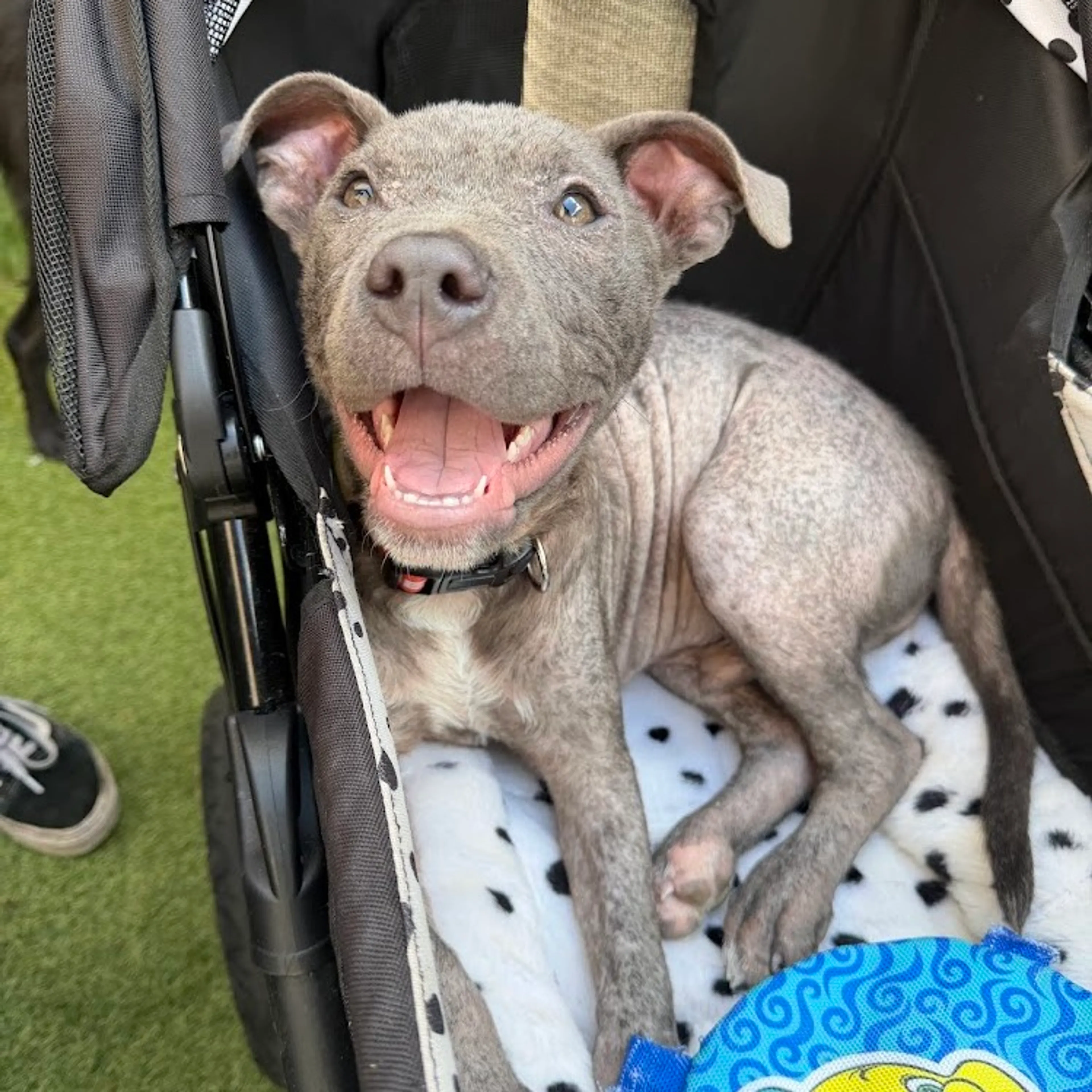 Found pet-25
