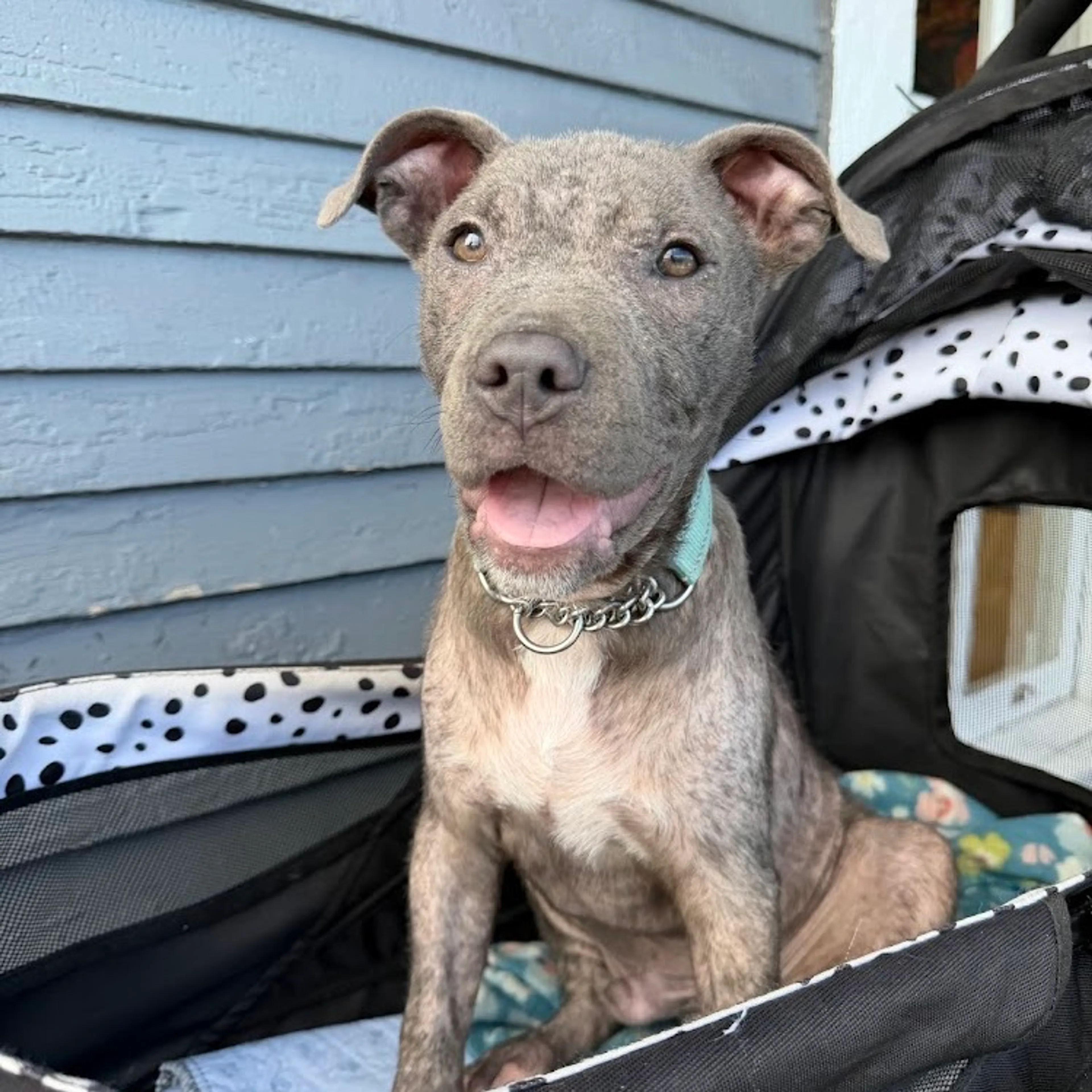 Found pet-6