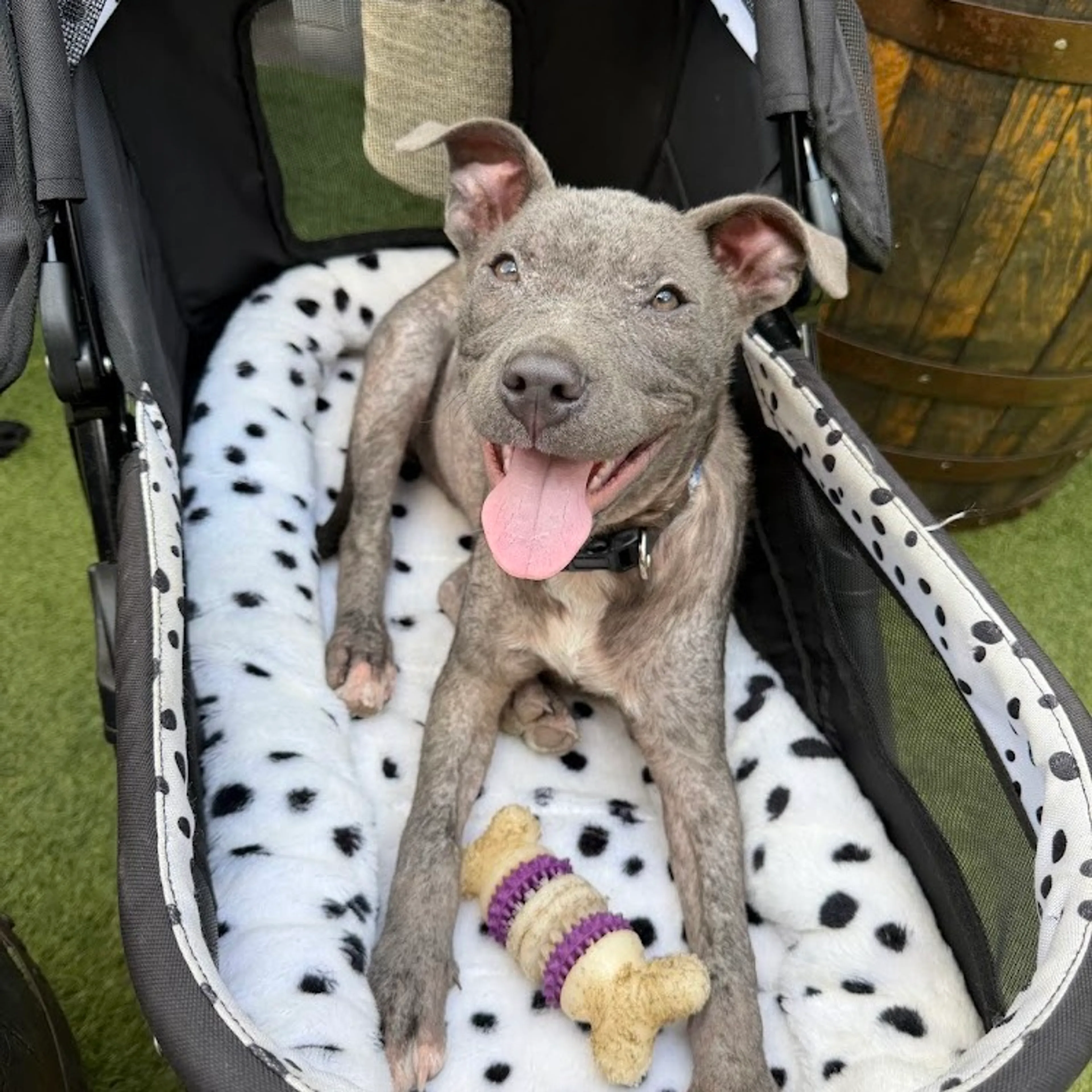 Found pet-24