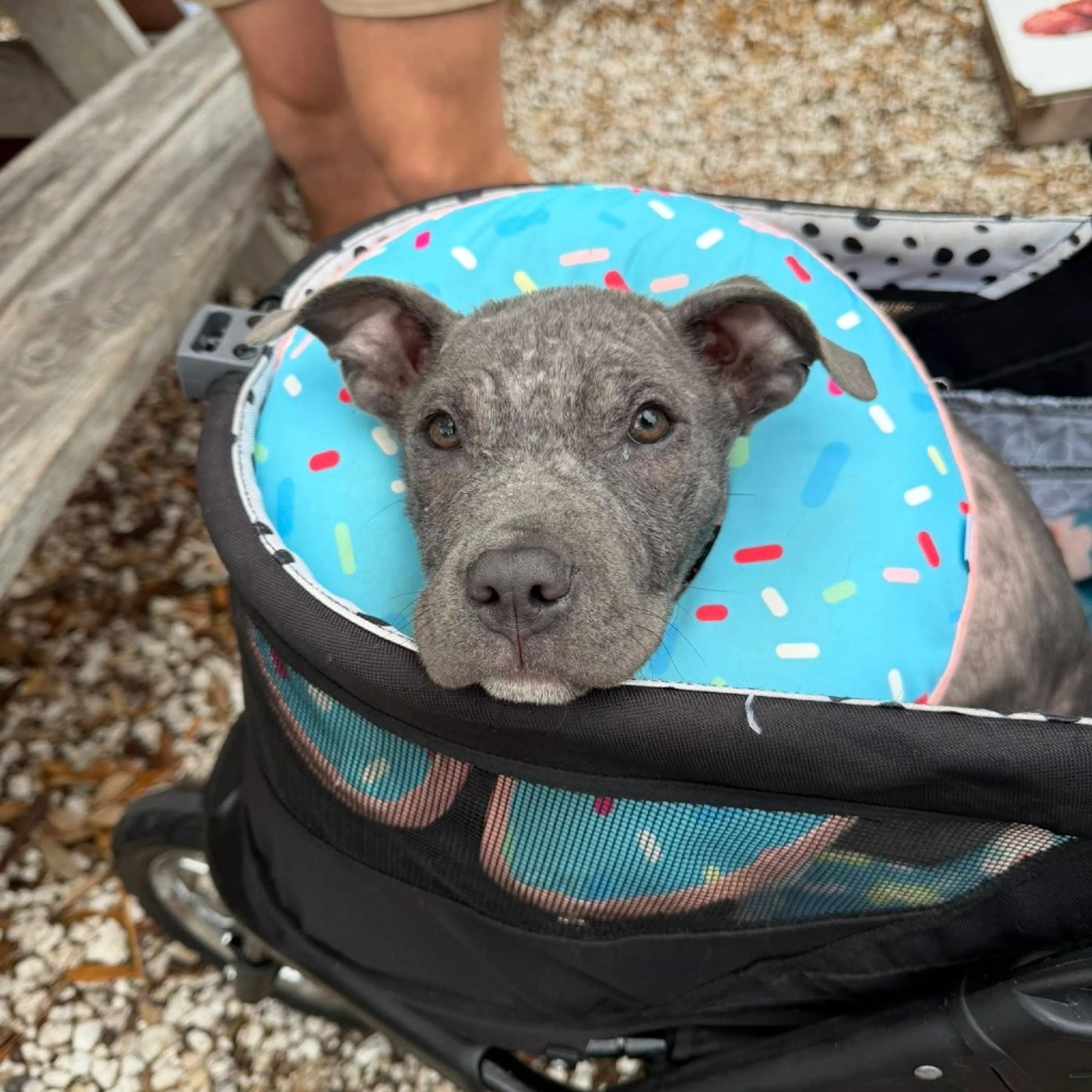 Found pet-5