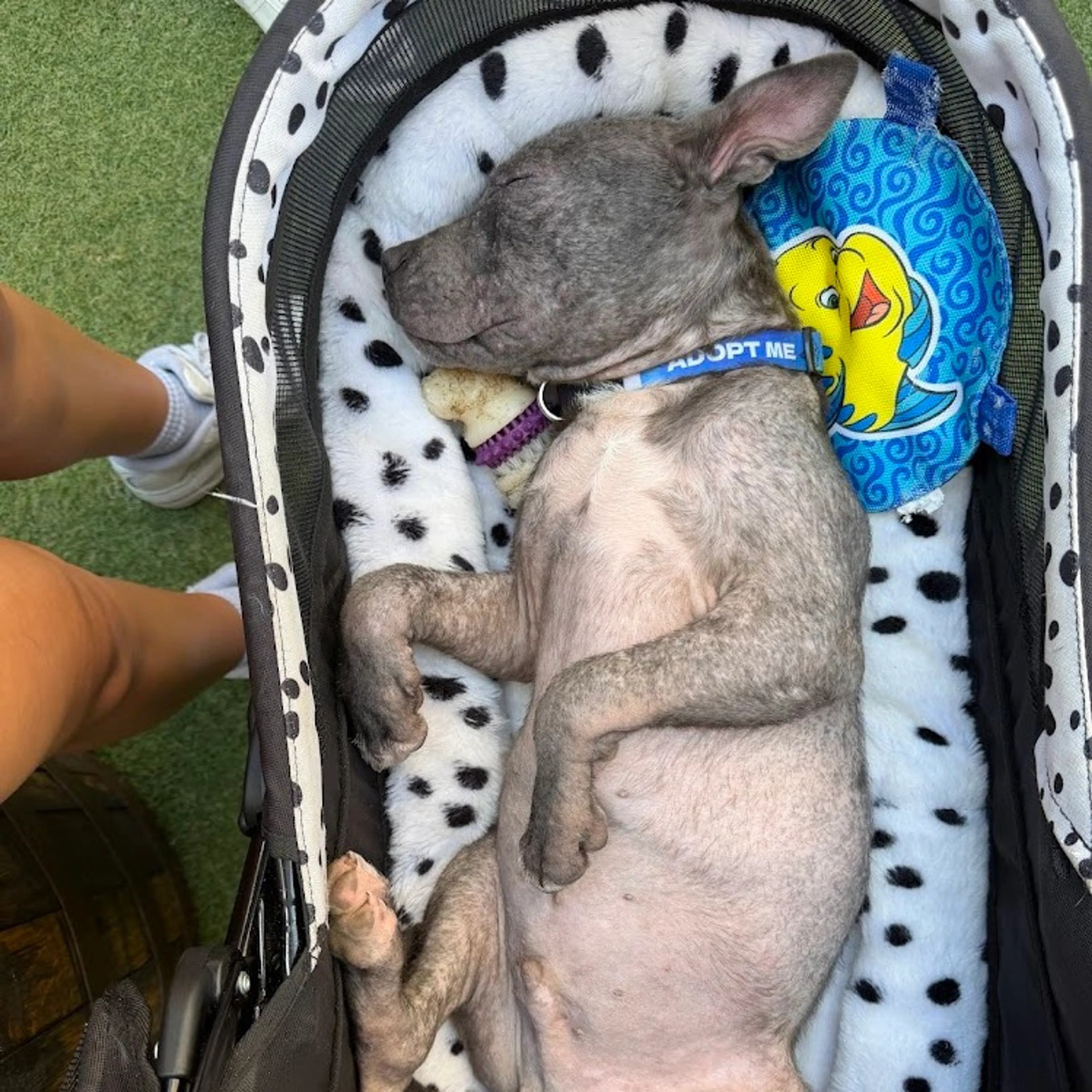 Found pet-26