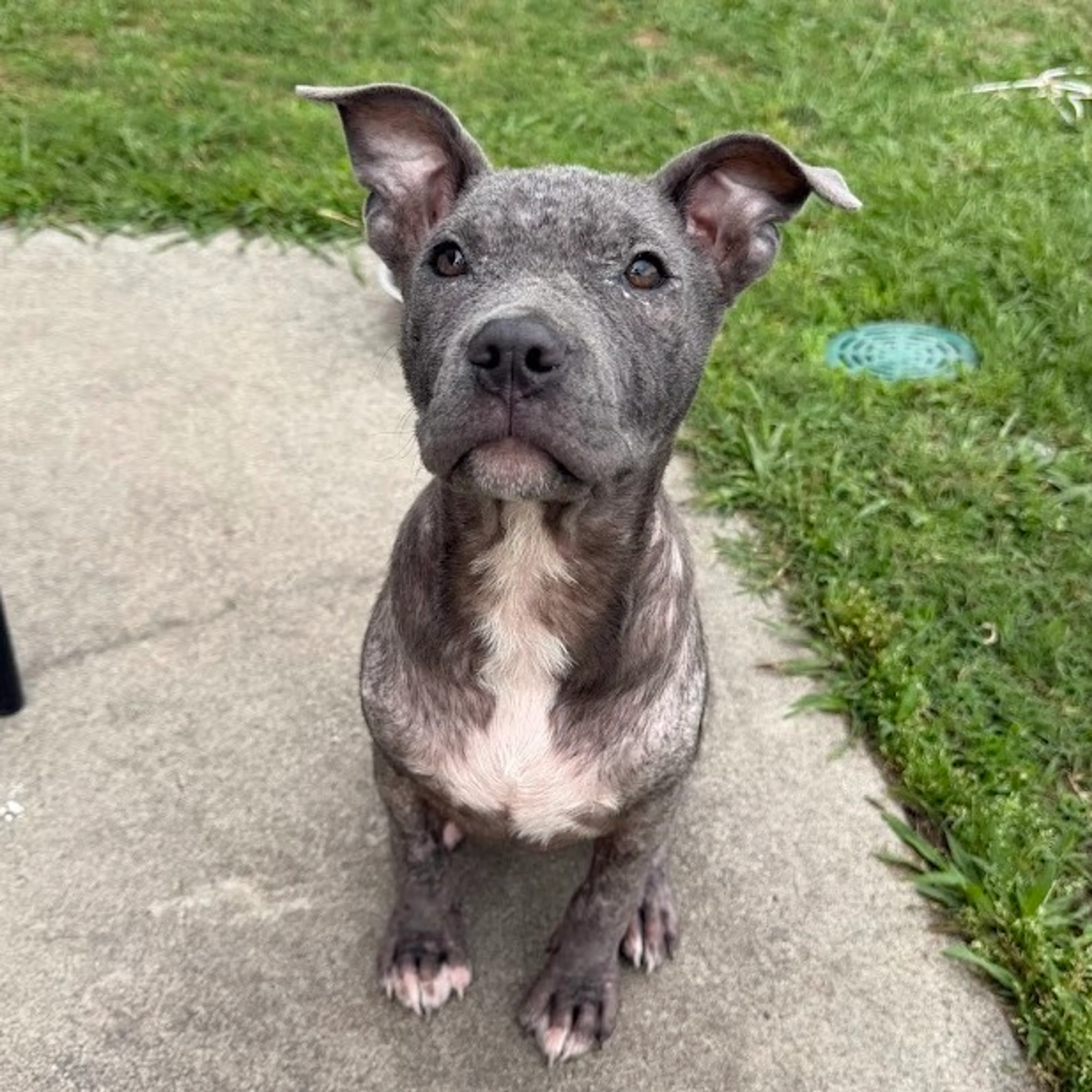 Found pet-17