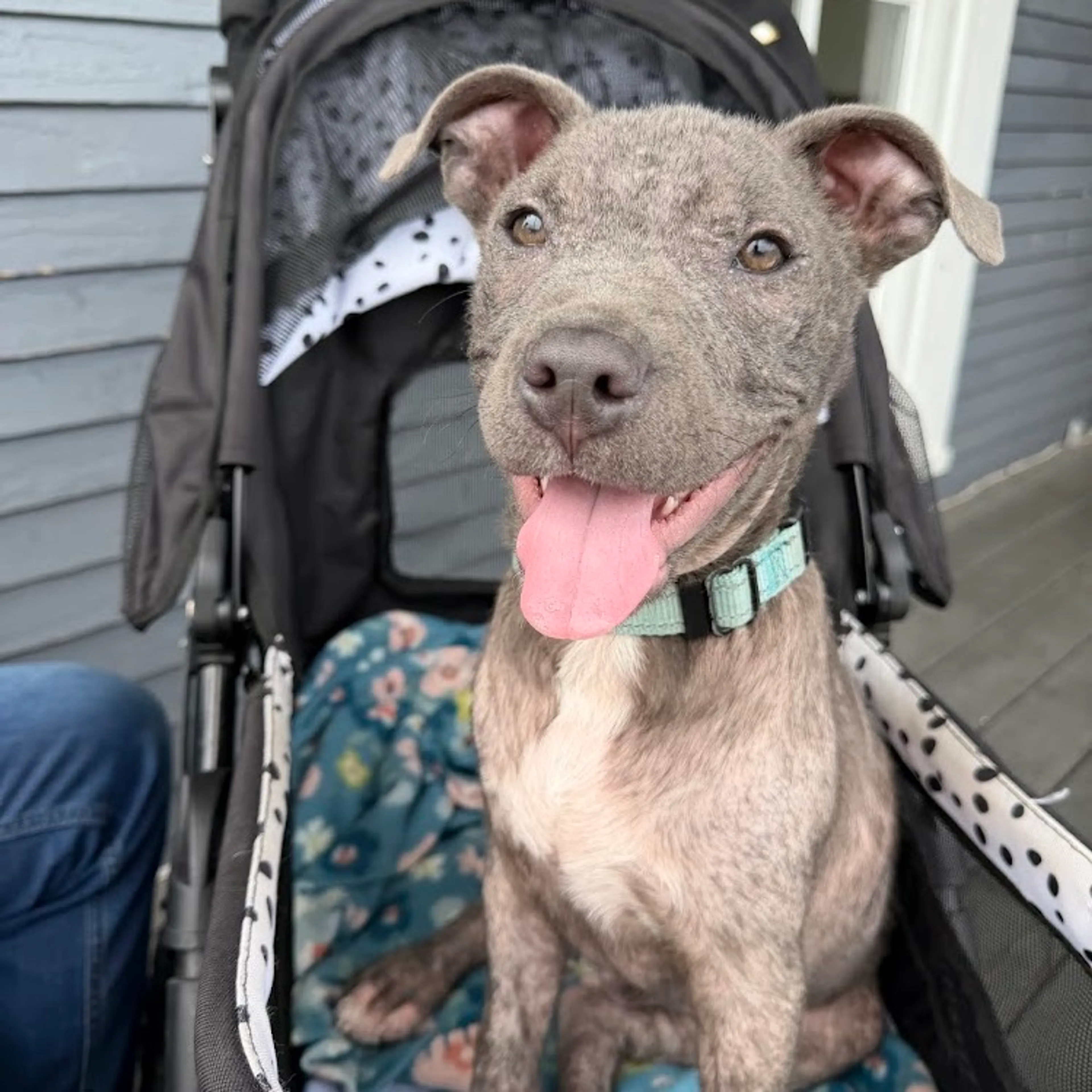 Found pet-8