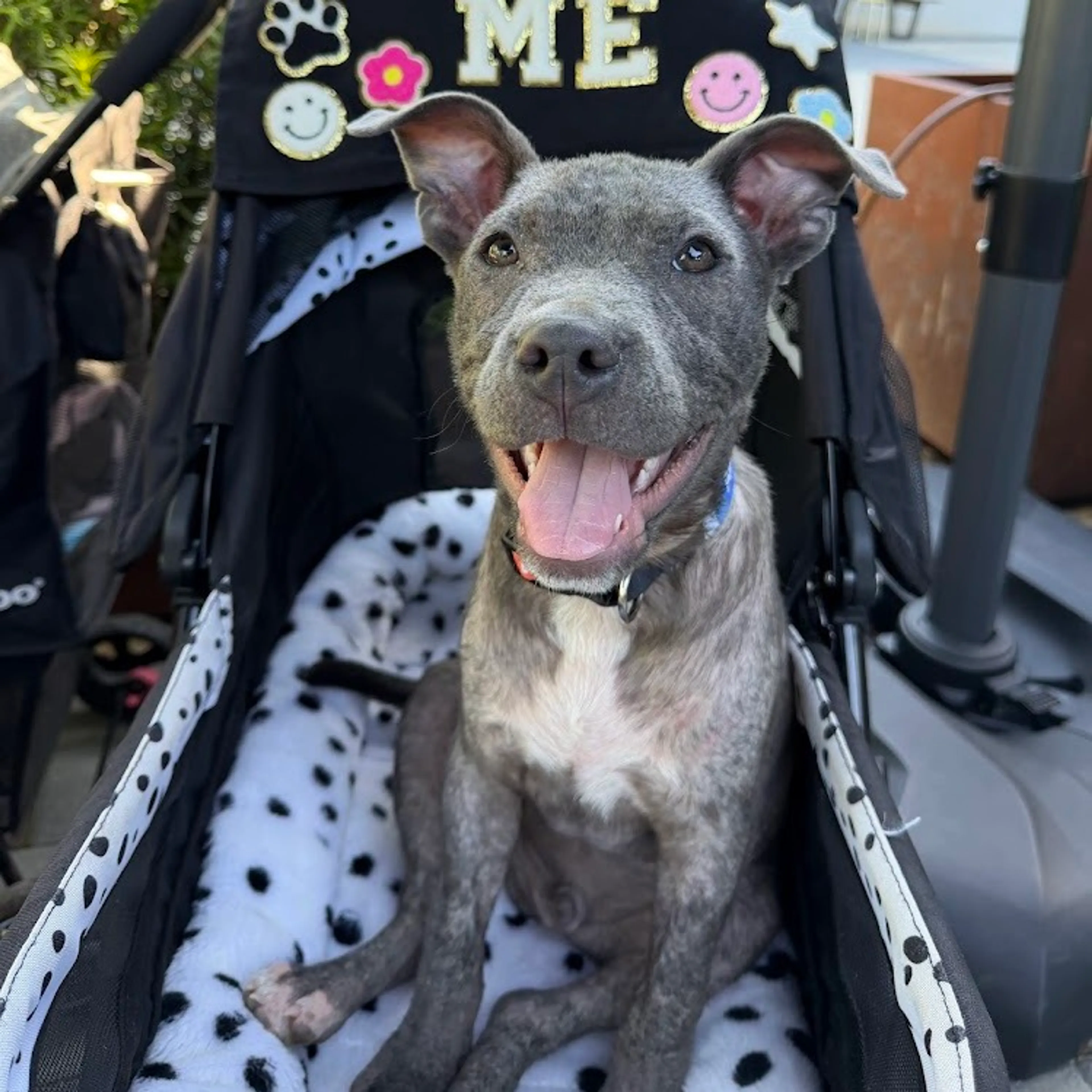 Found pet-19