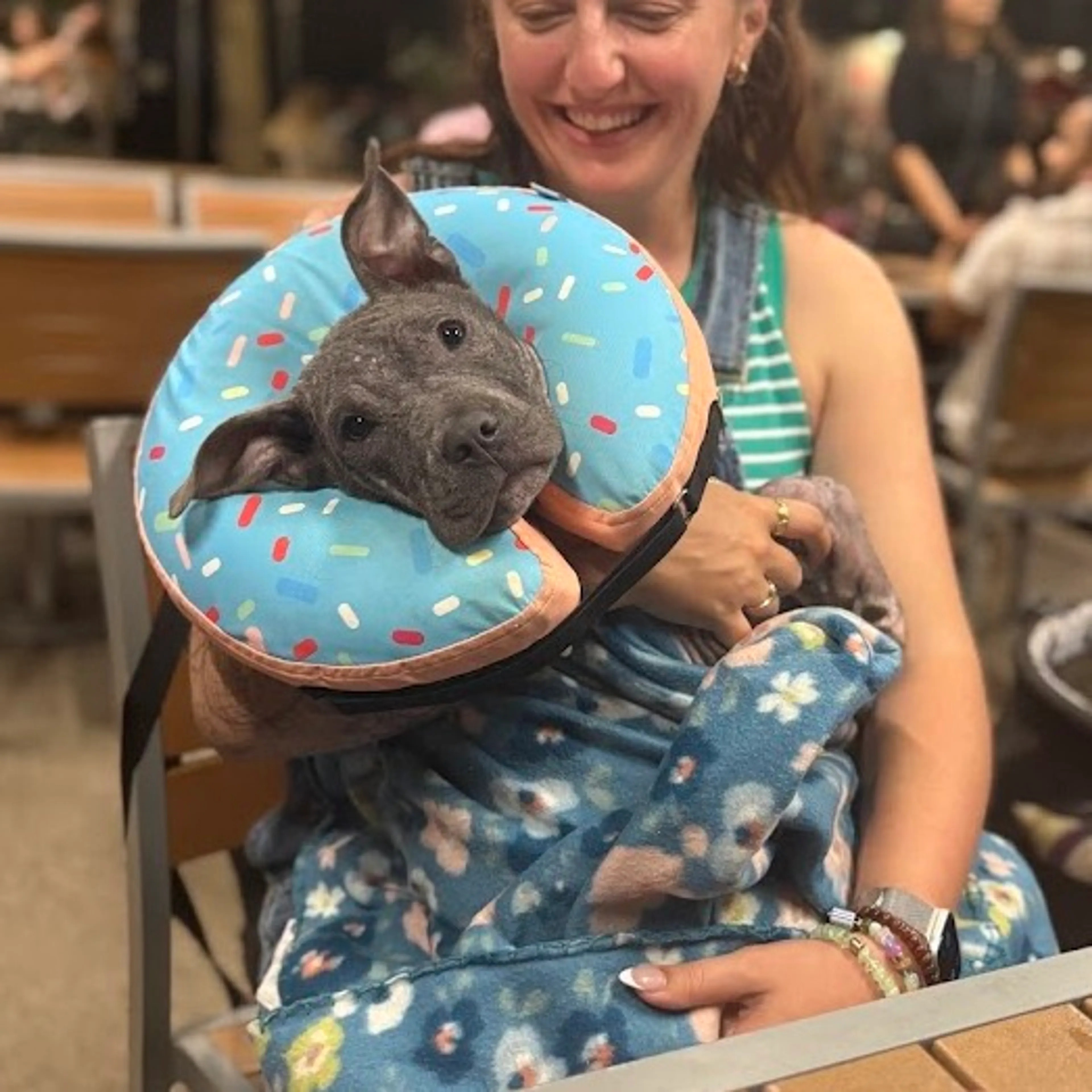 Found pet-11